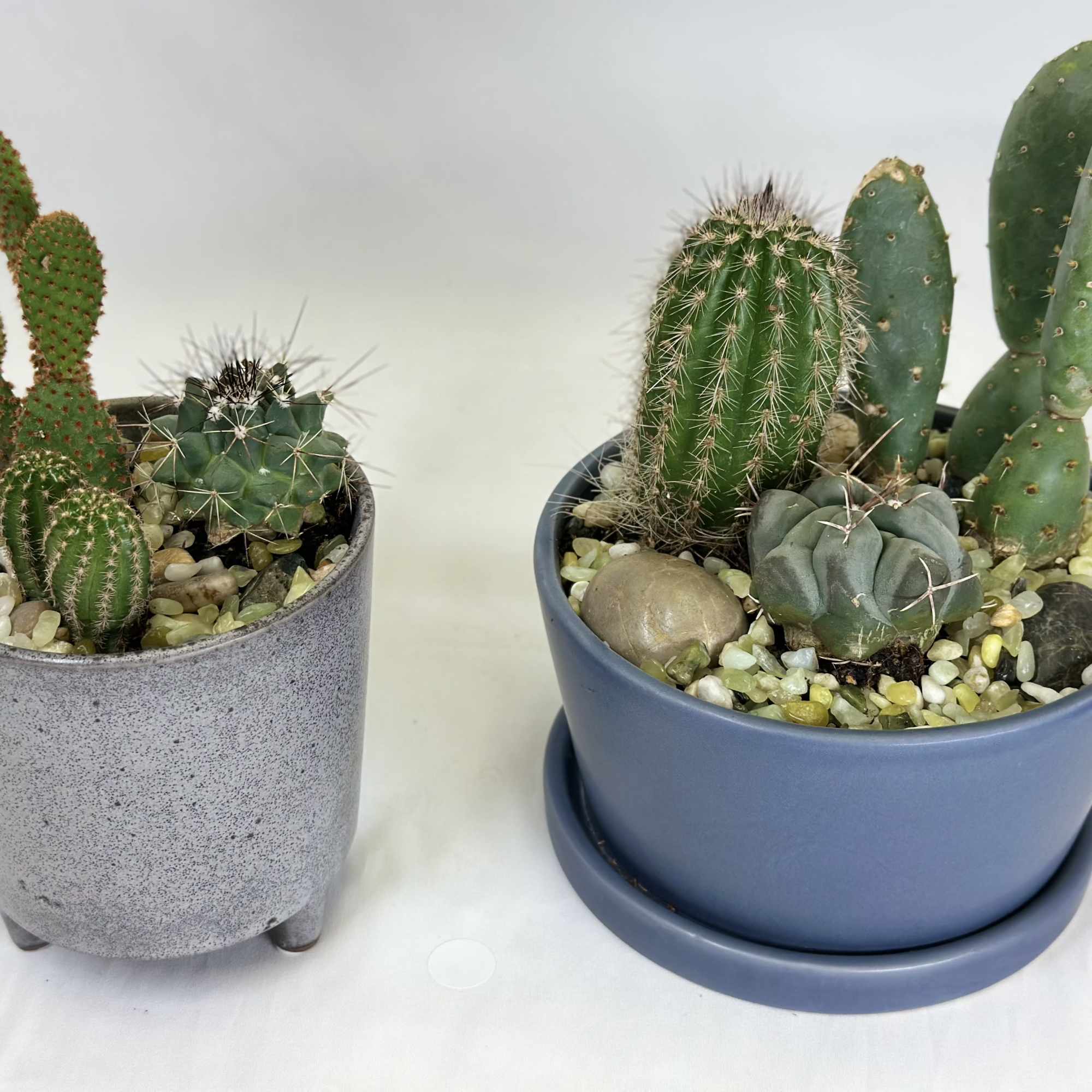 Two potted cactus arrangements in gray and blue containers