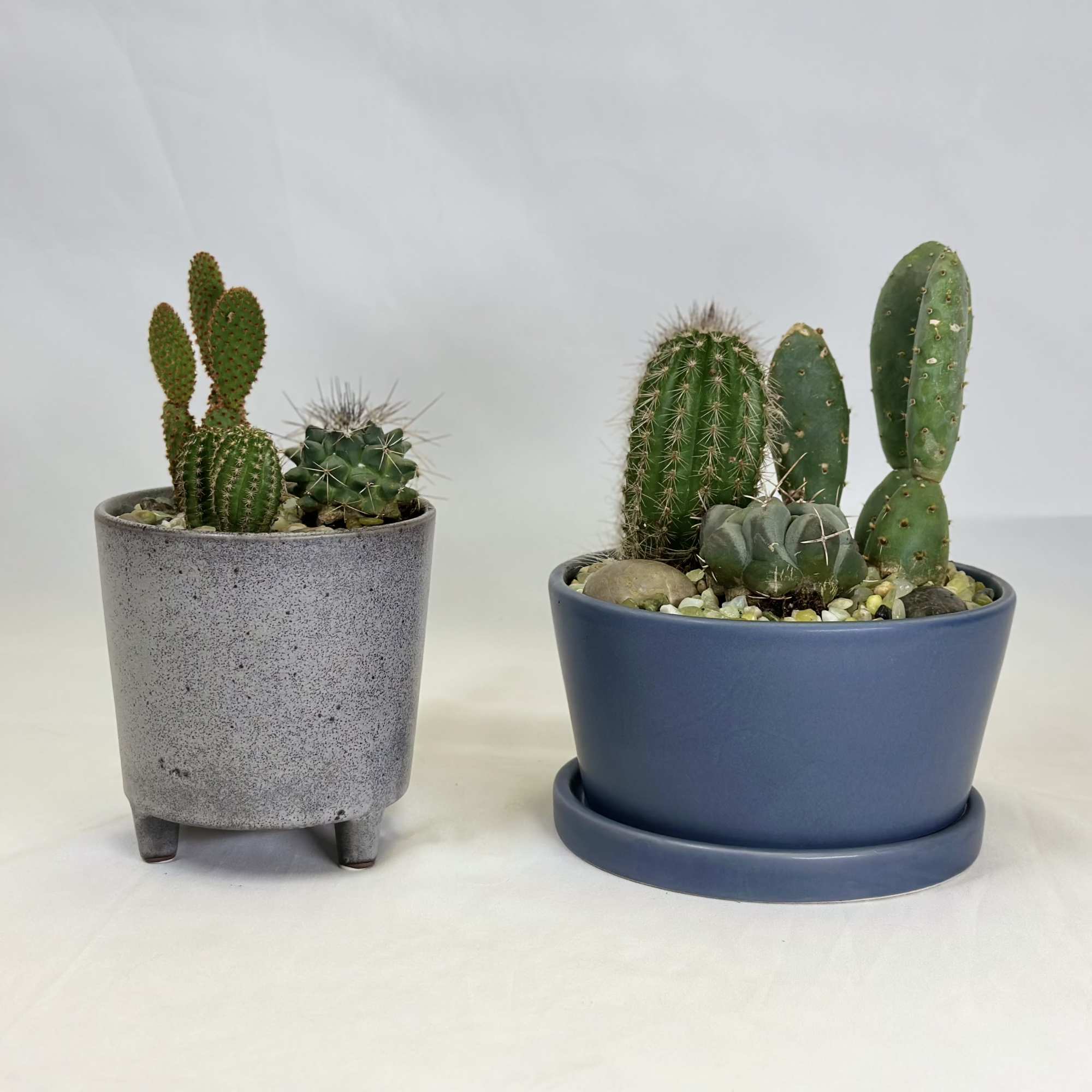 Two small potted cactus arrangements on a white surface