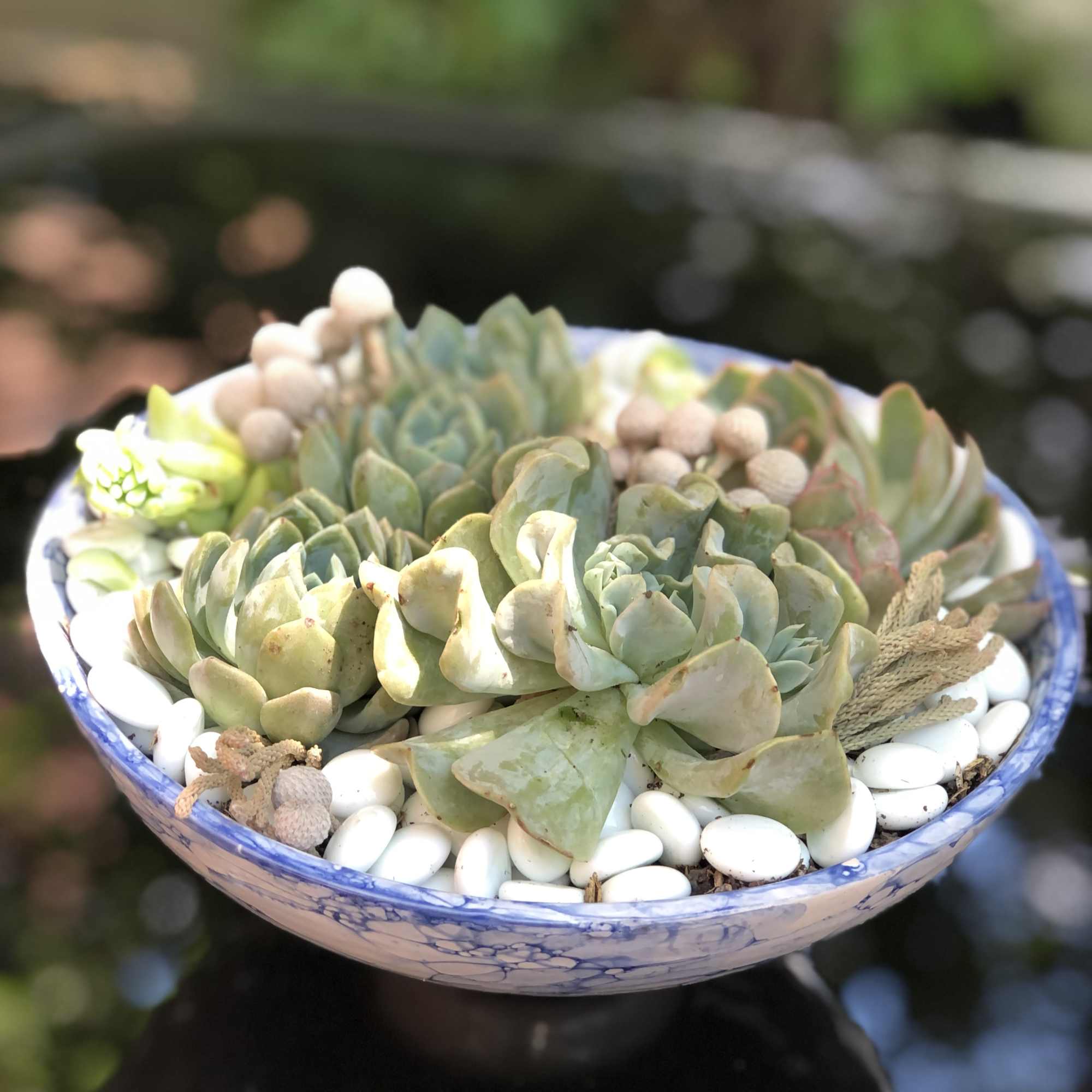 Shallow bowl of assorted succulents with white pebbles