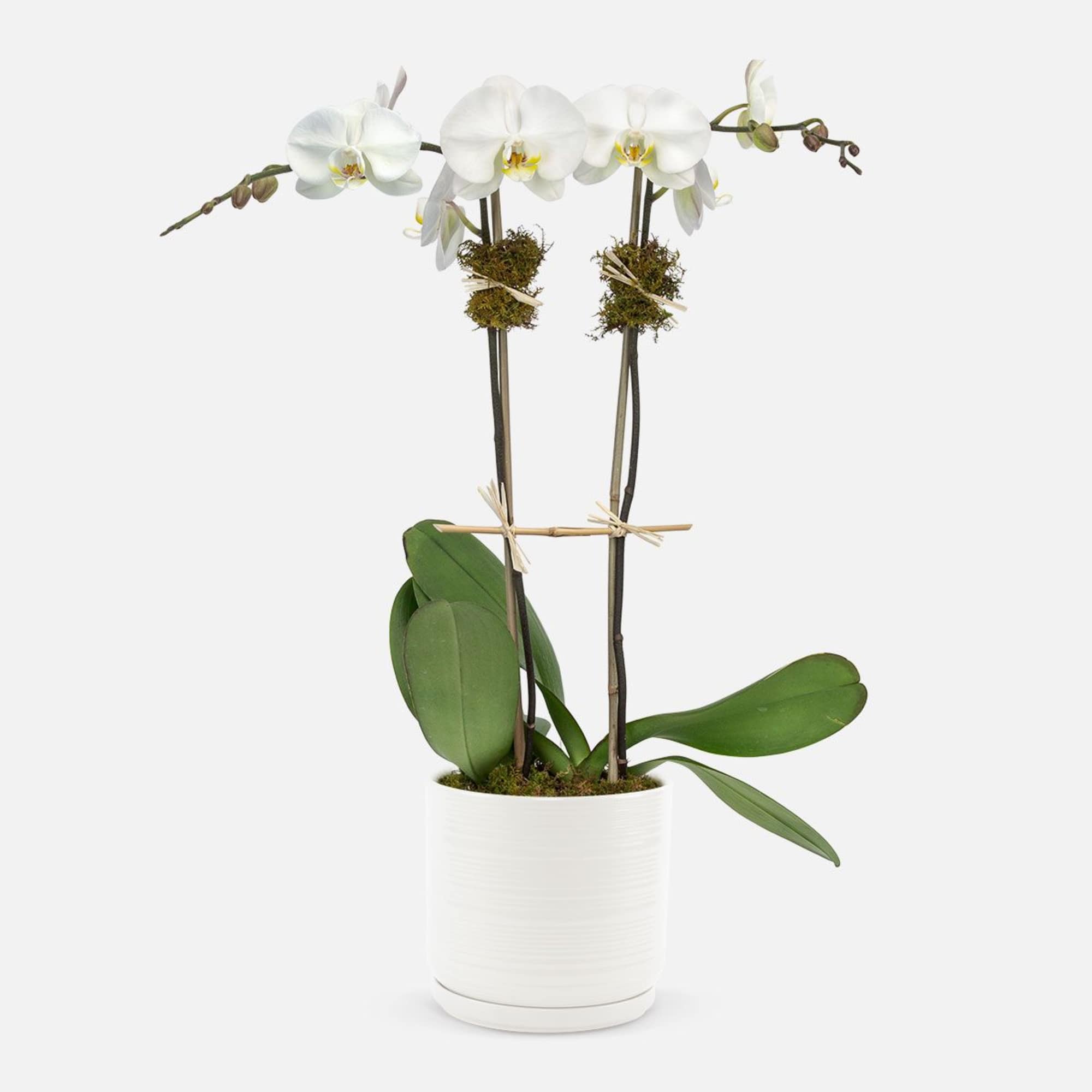White orchid plant in a white pot with broad green leaves