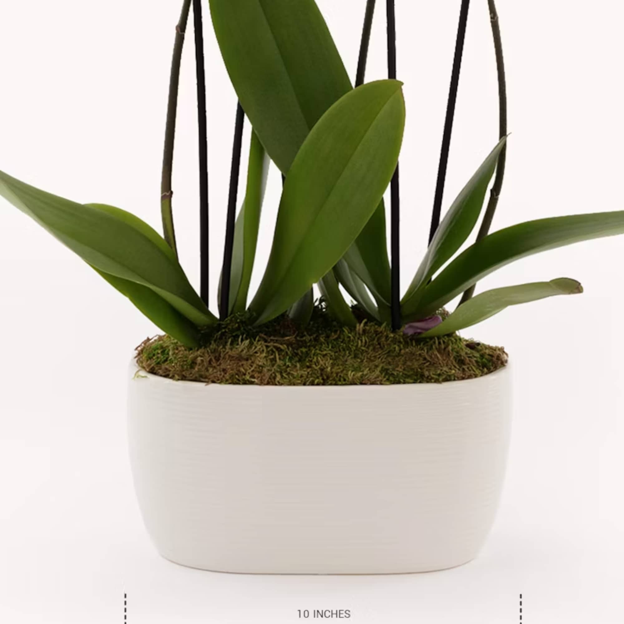 Potted orchid plant in a white ceramic container with support stakes