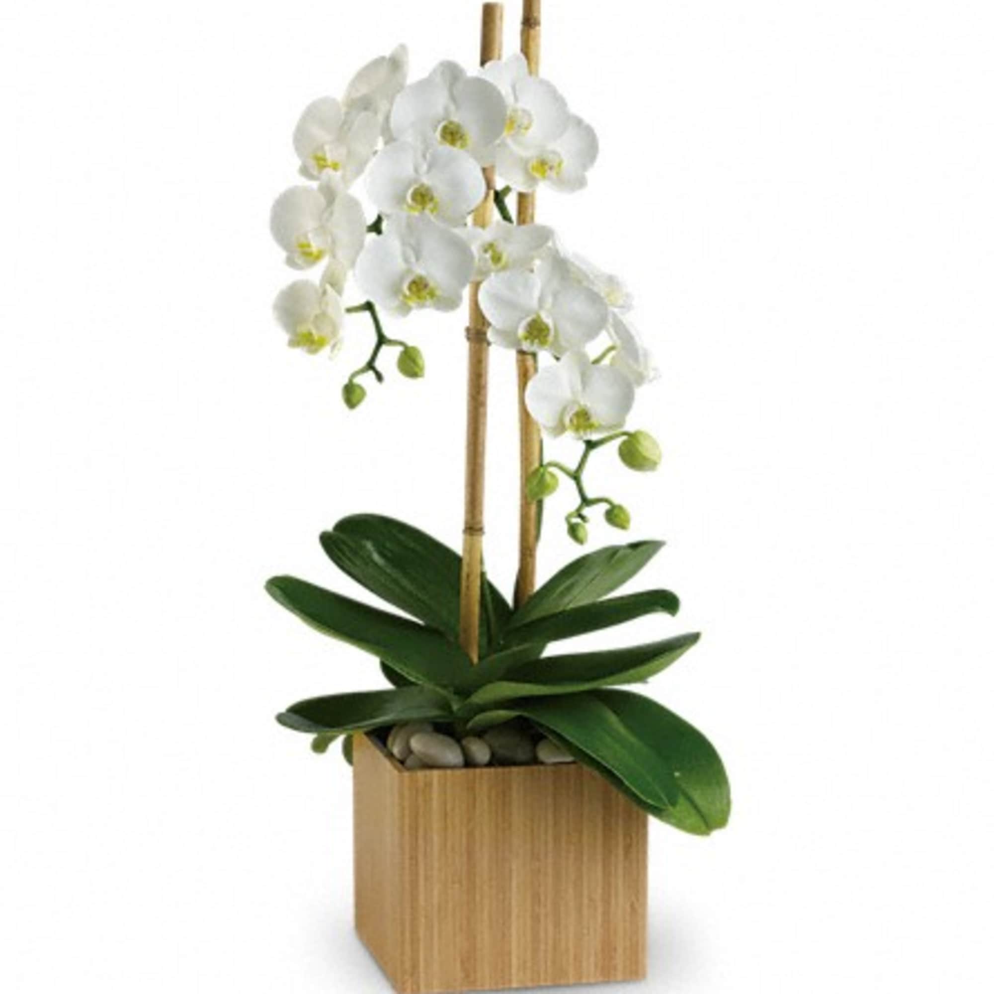 White orchid plant in a wooden cube planter with bamboo stakes