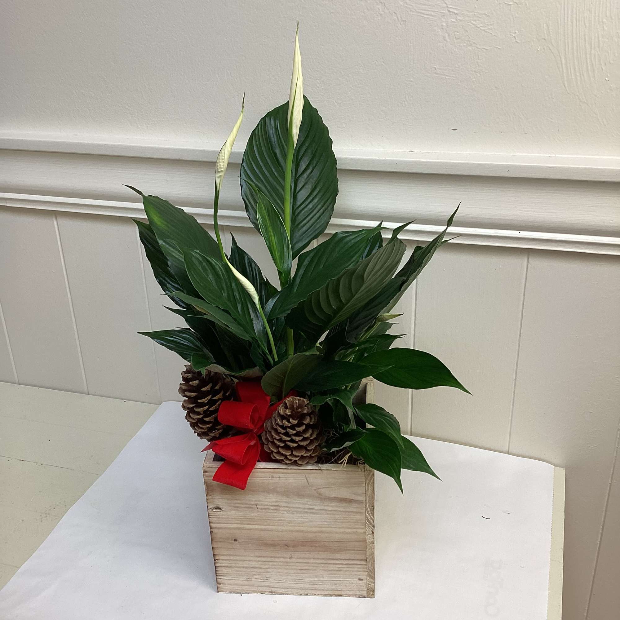 Potted peace lily arrangement with pinecones and a red ribbon in a wooden box