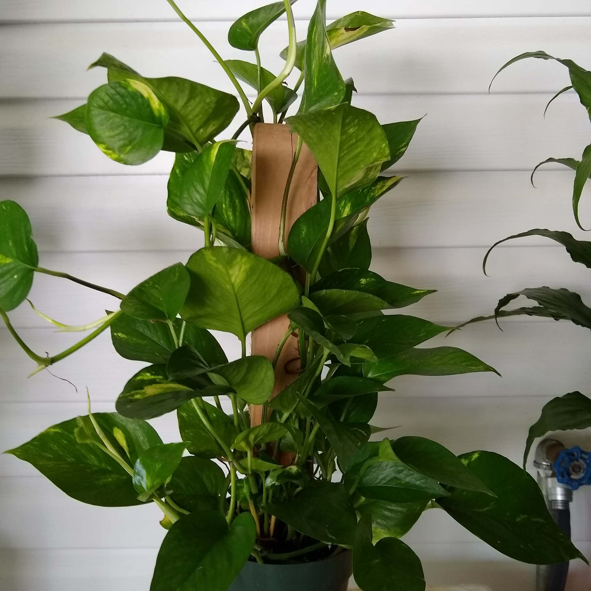 A perfect indoor climbing plant with a totem pole inserted in the
