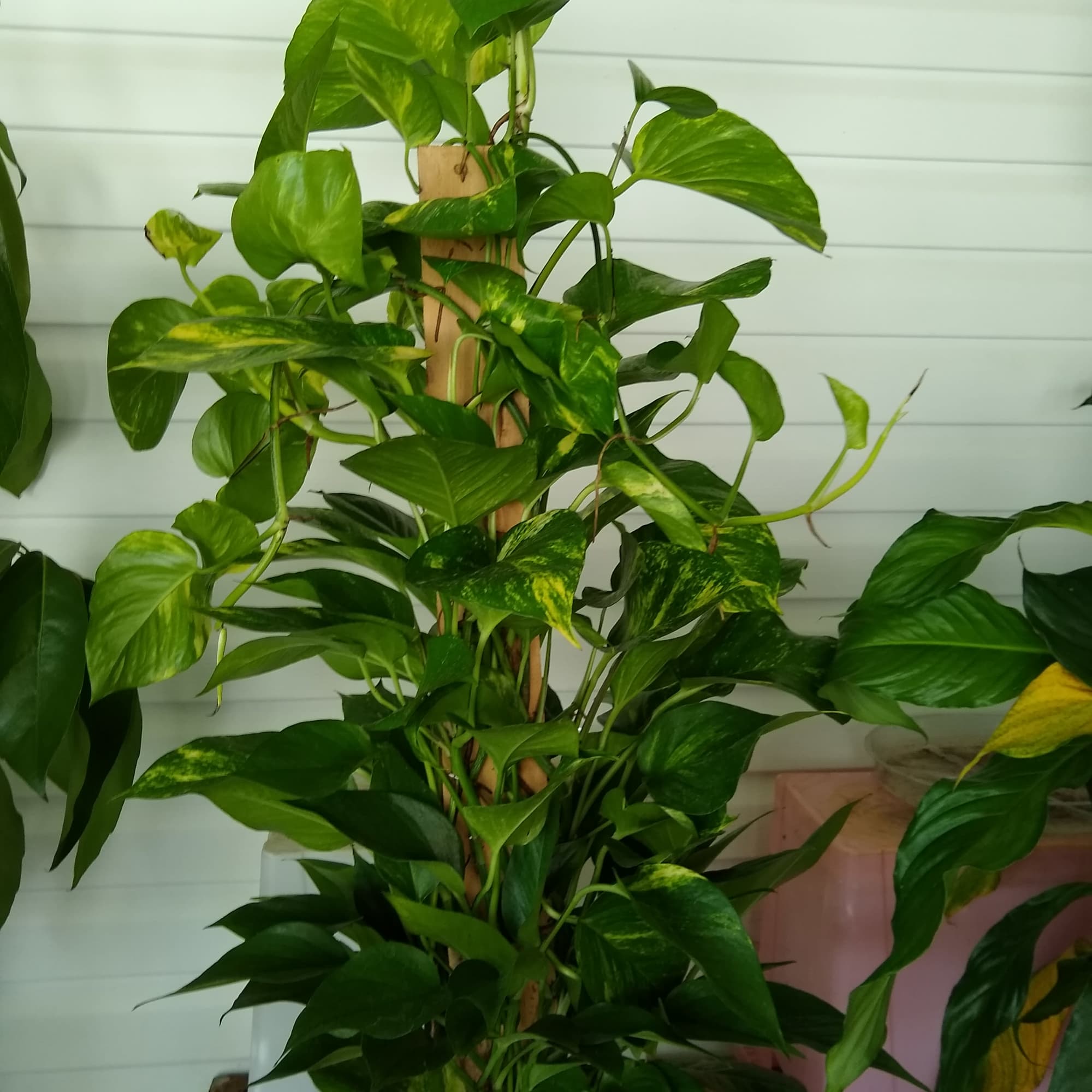 Potted trailing pothos plant trained on a support pole