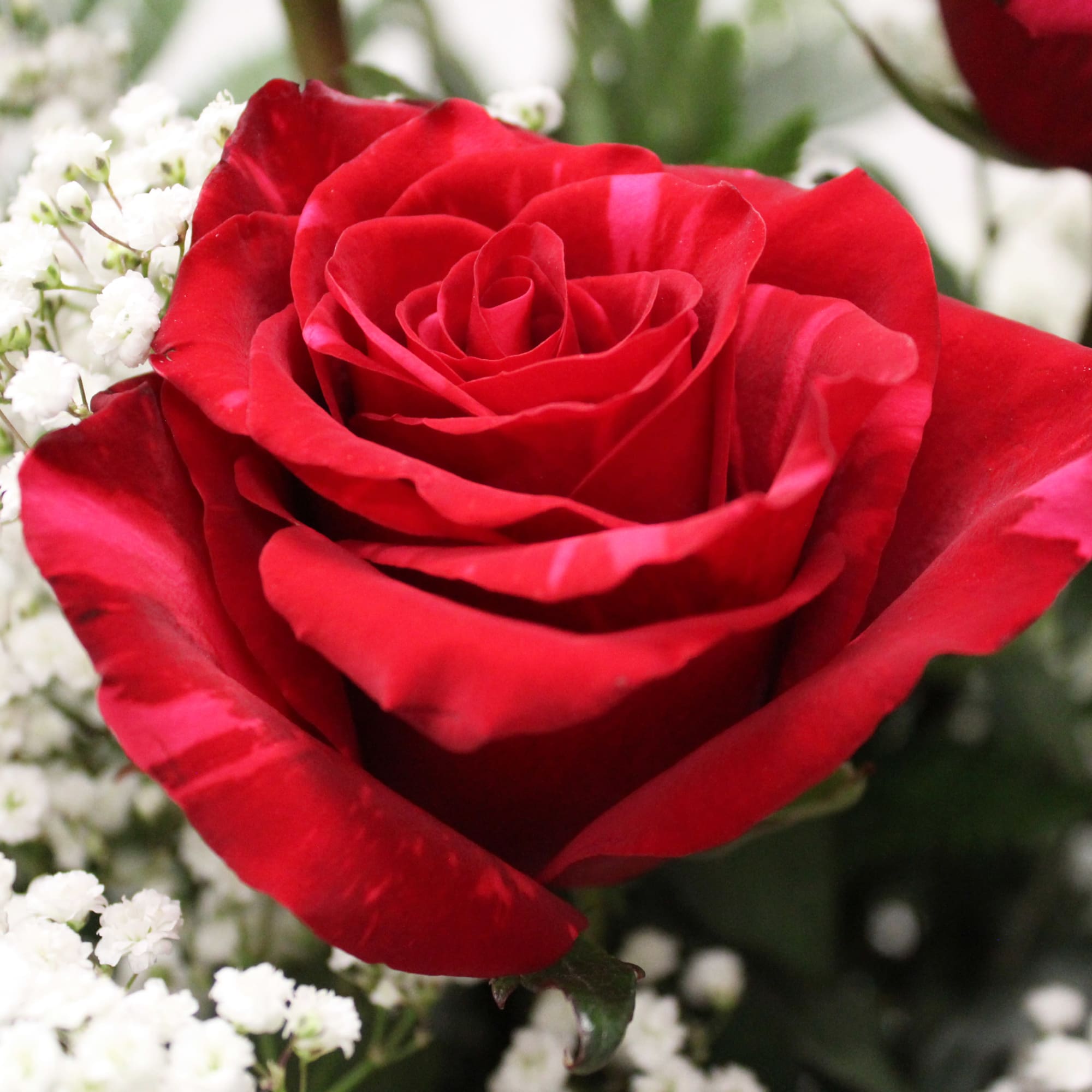 Close-up of a red rose surrounded by small white filler flowers