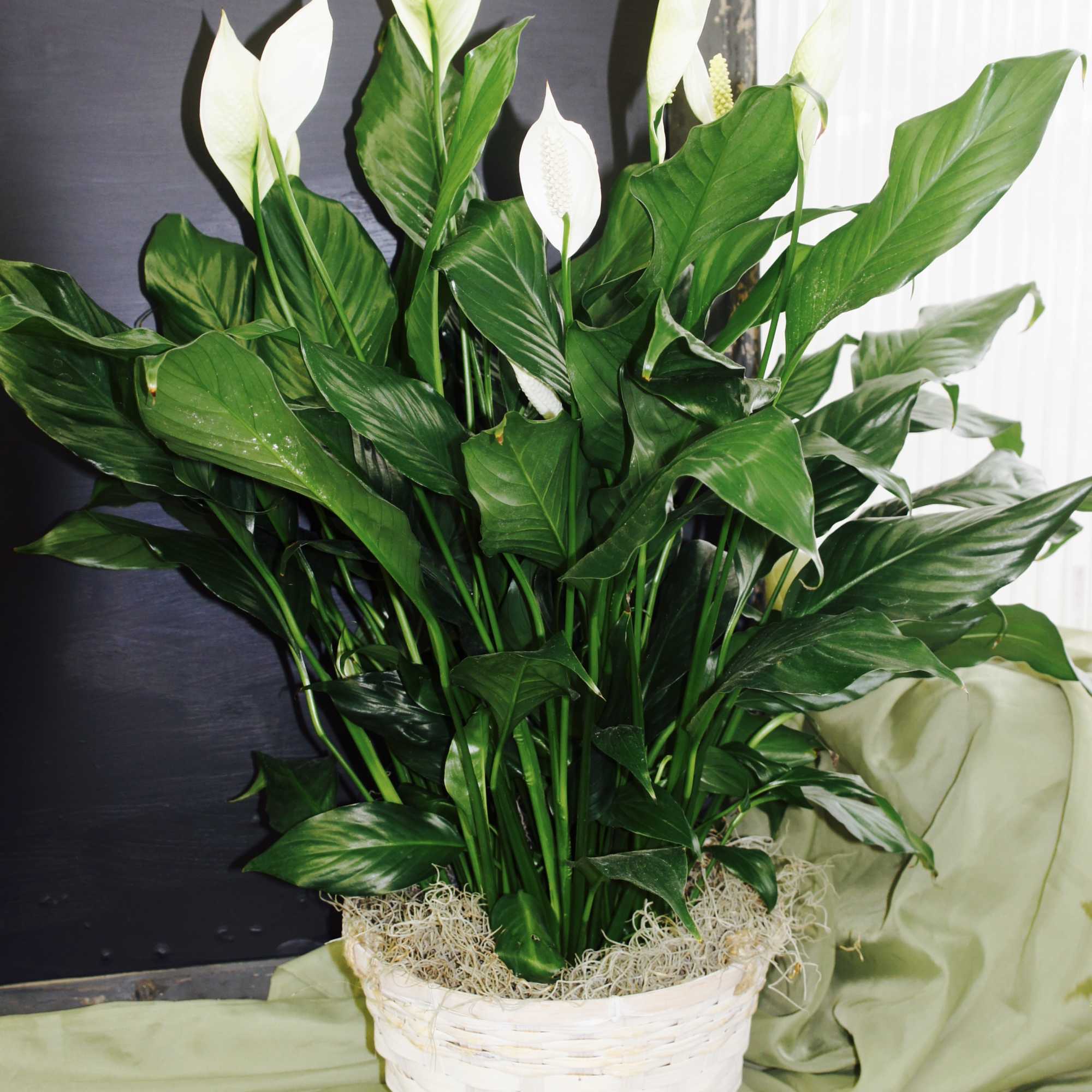 White peace lilies in a white woven basket