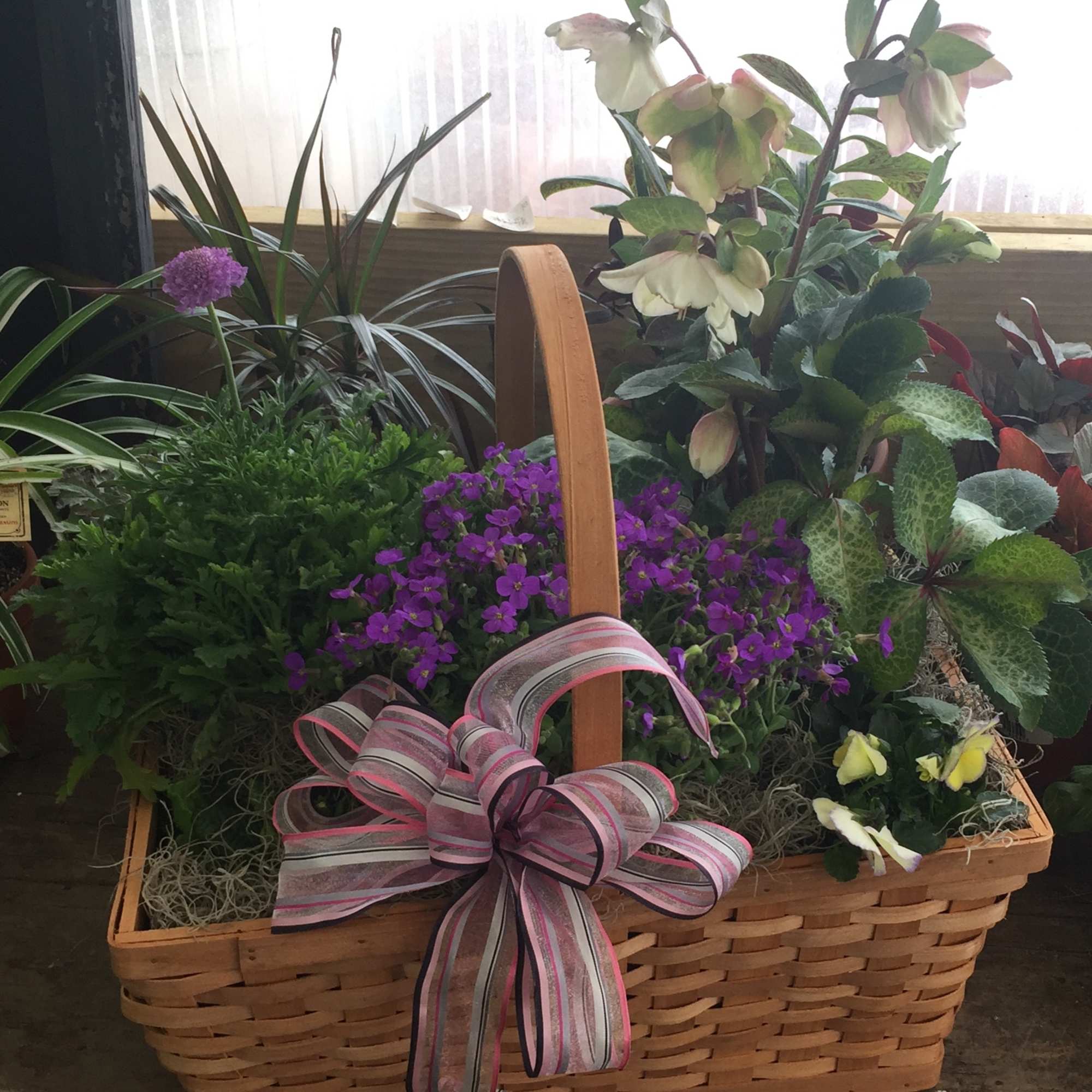 Basket of mixed potted flowers and plants with a pink striped bow