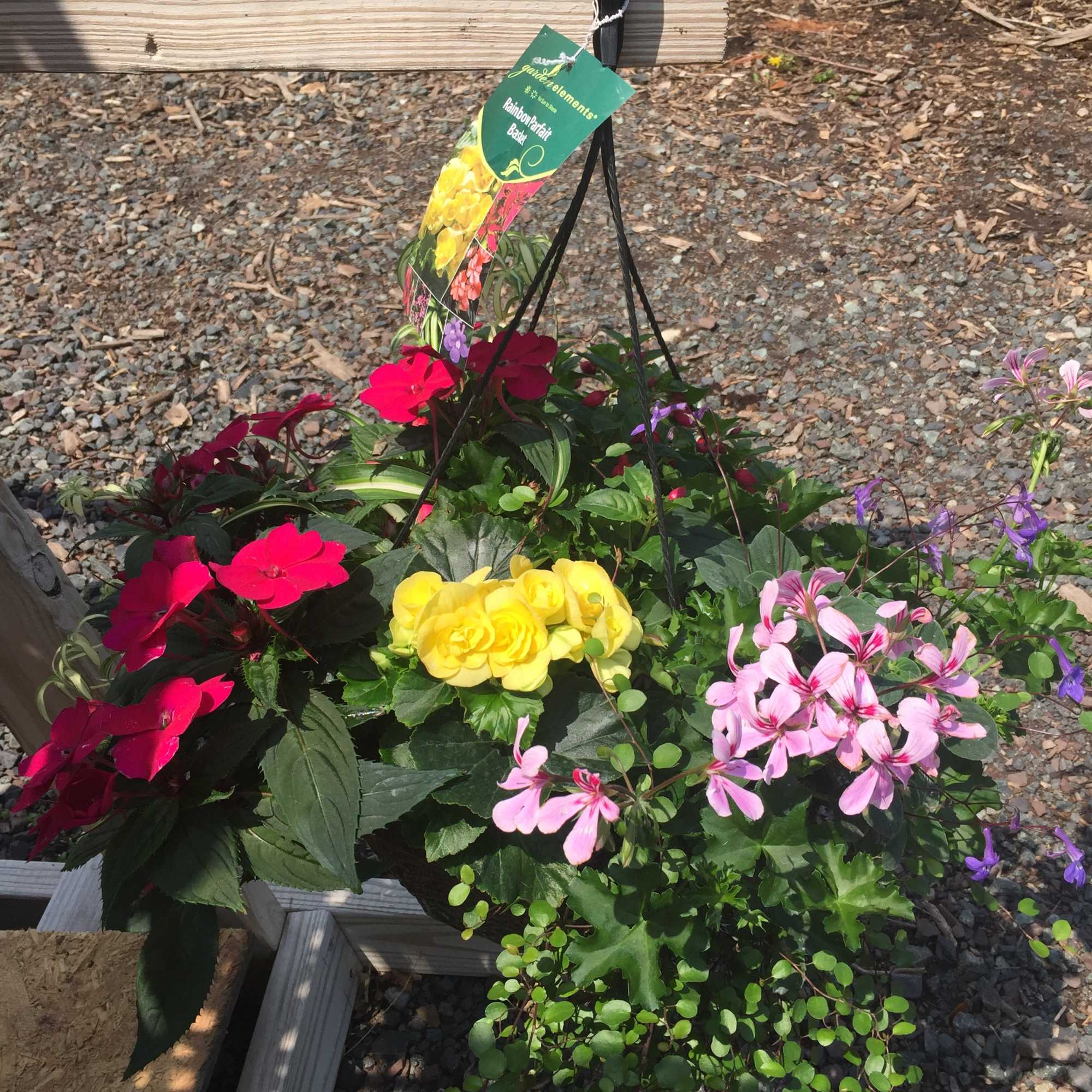 Hanging basket of colorful flowering plants with pink, yellow, and red blooms