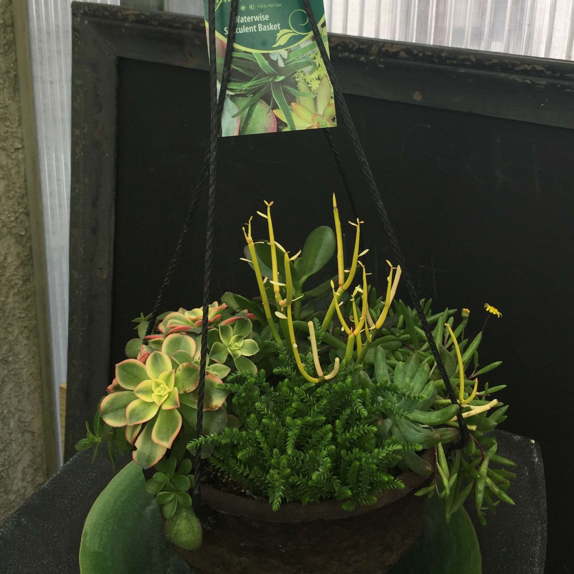 Hanging basket of assorted succulents in a dark pot