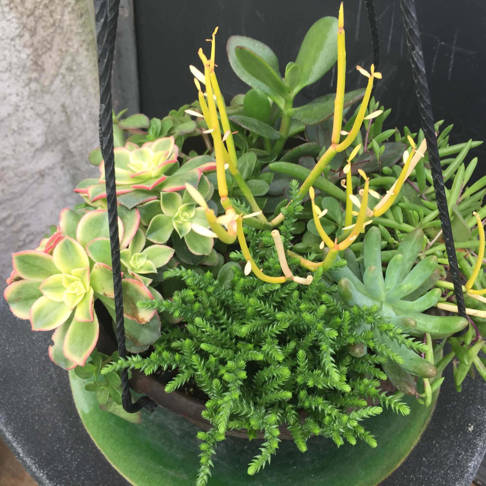 Hanging planter with assorted succulents and yellow flowering spikes