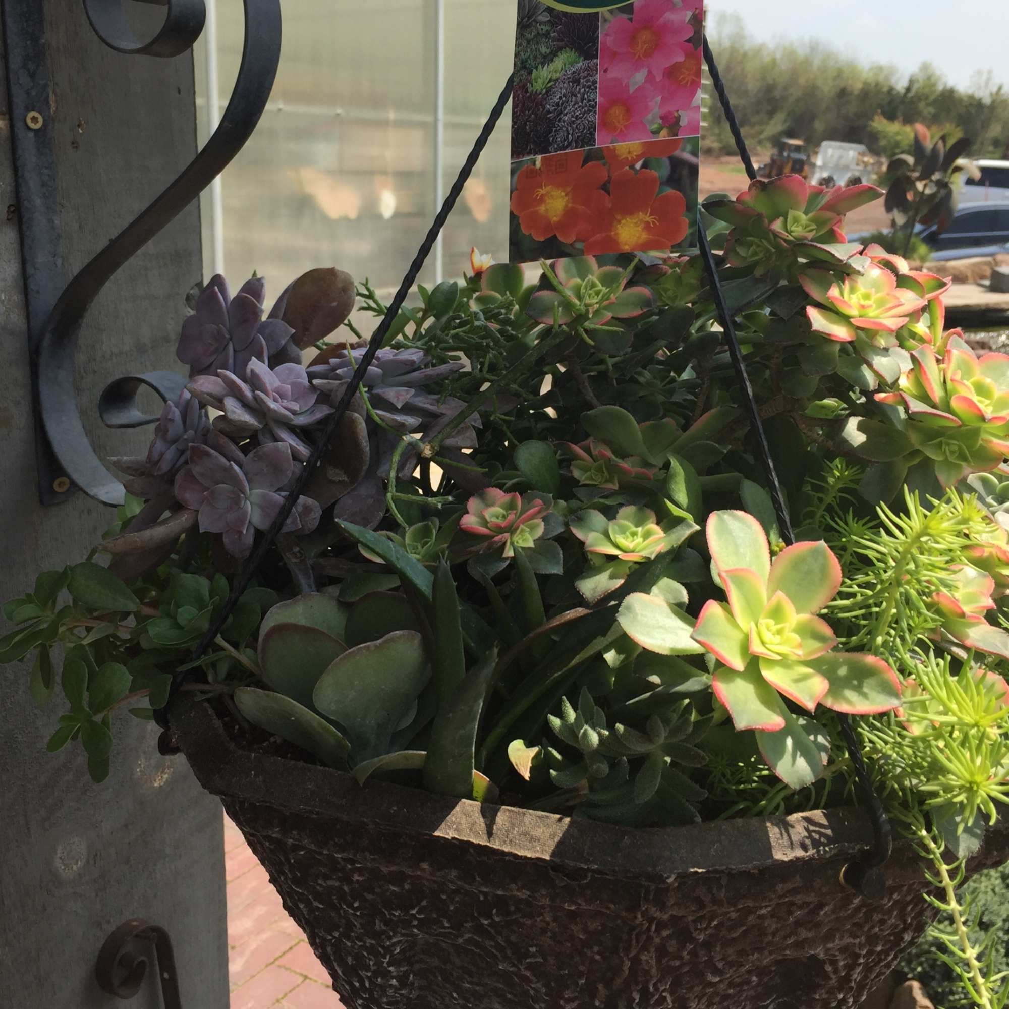 Hanging basket of assorted succulents with pink-edged rosettes