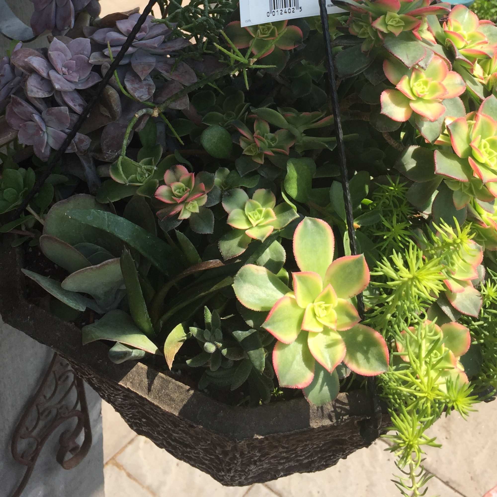 Assorted succulents in a dark hanging basket