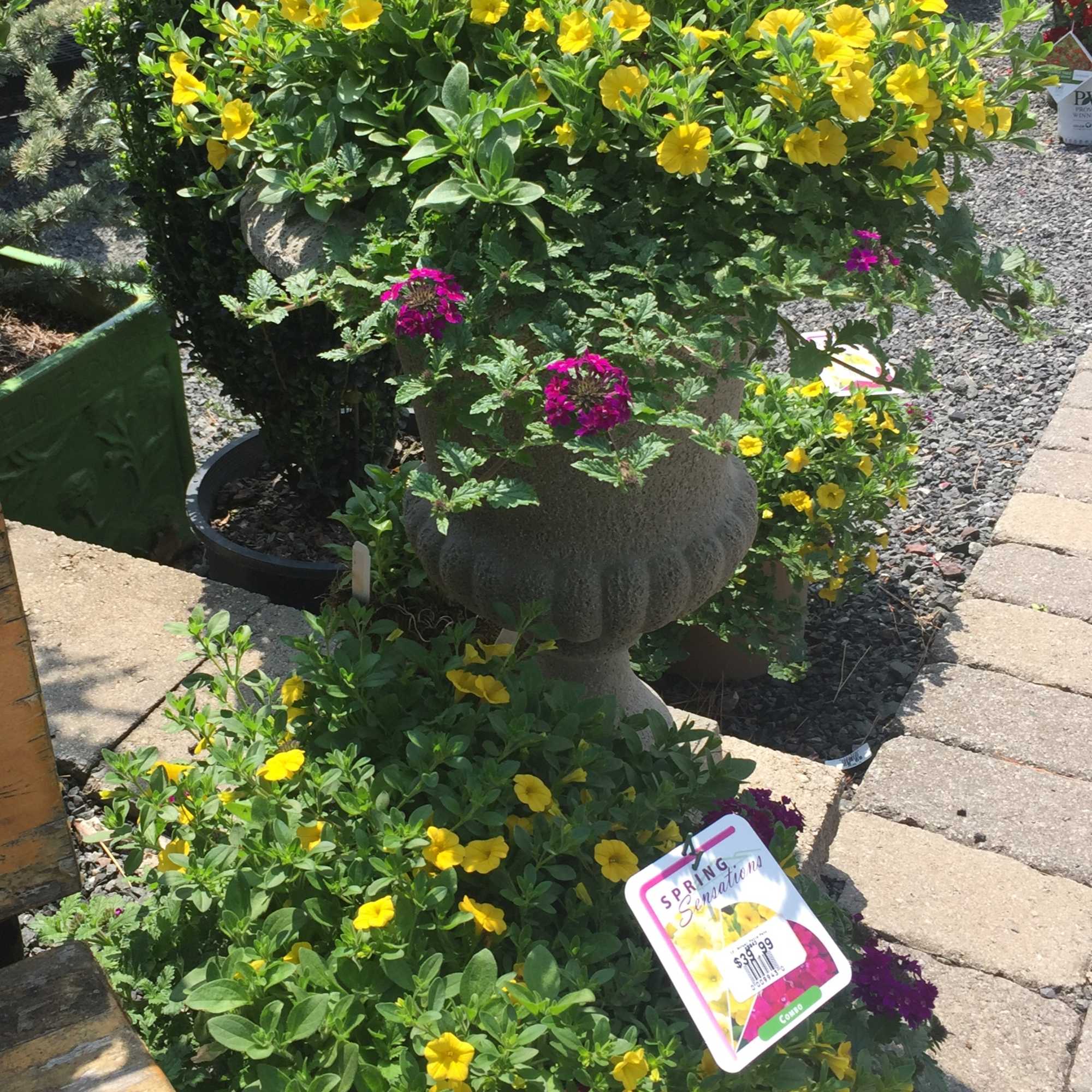 Potted yellow flowering plants arranged in a garden display.