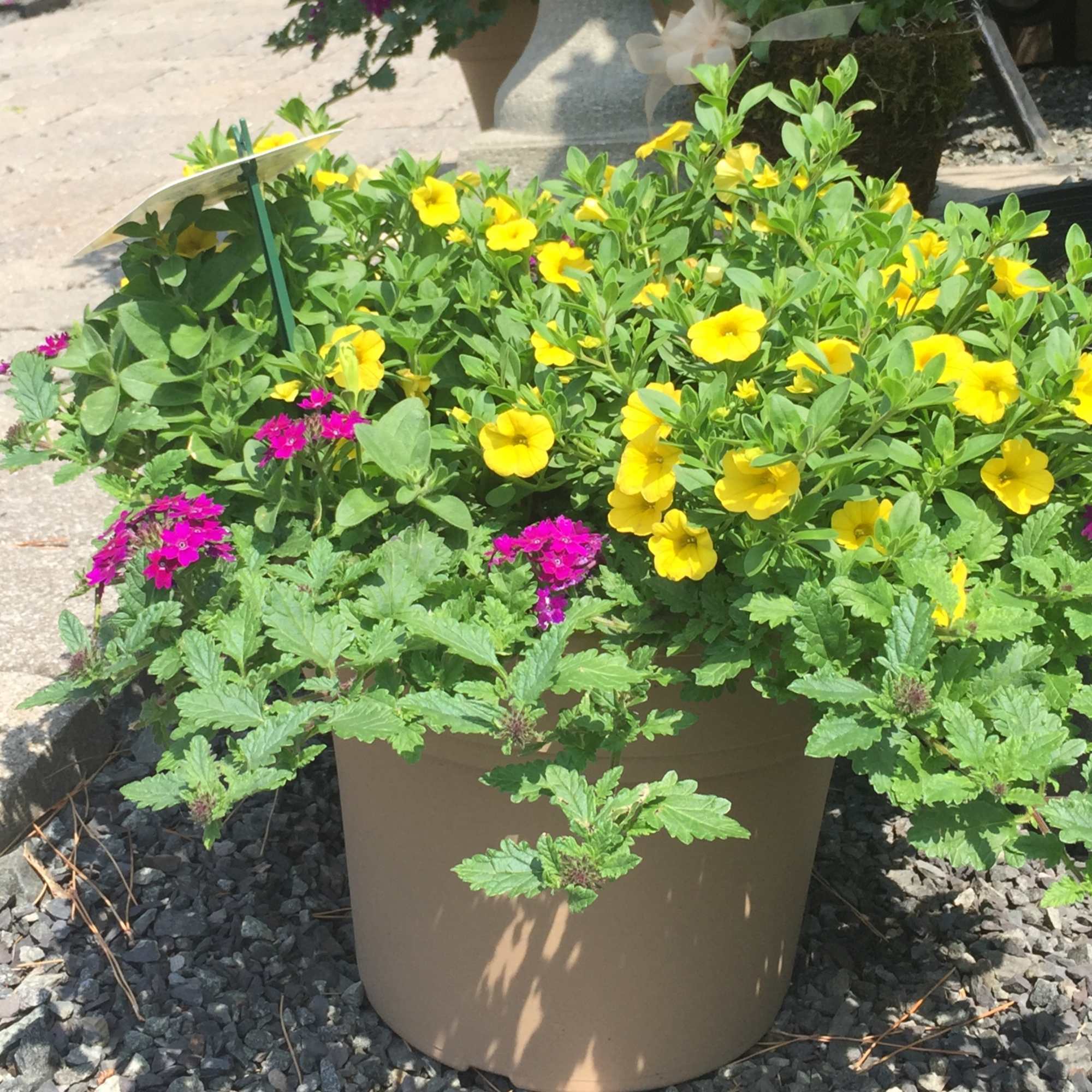 Potted flowering plant with yellow and magenta blooms