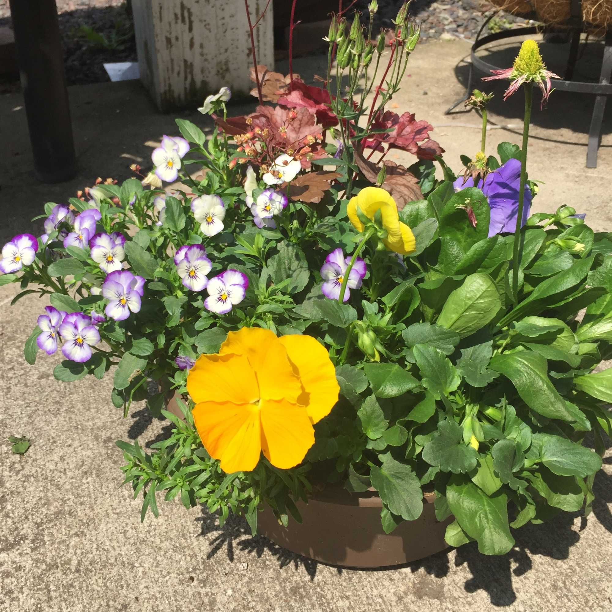 Potted mixed flowers with purple, yellow, and white blooms