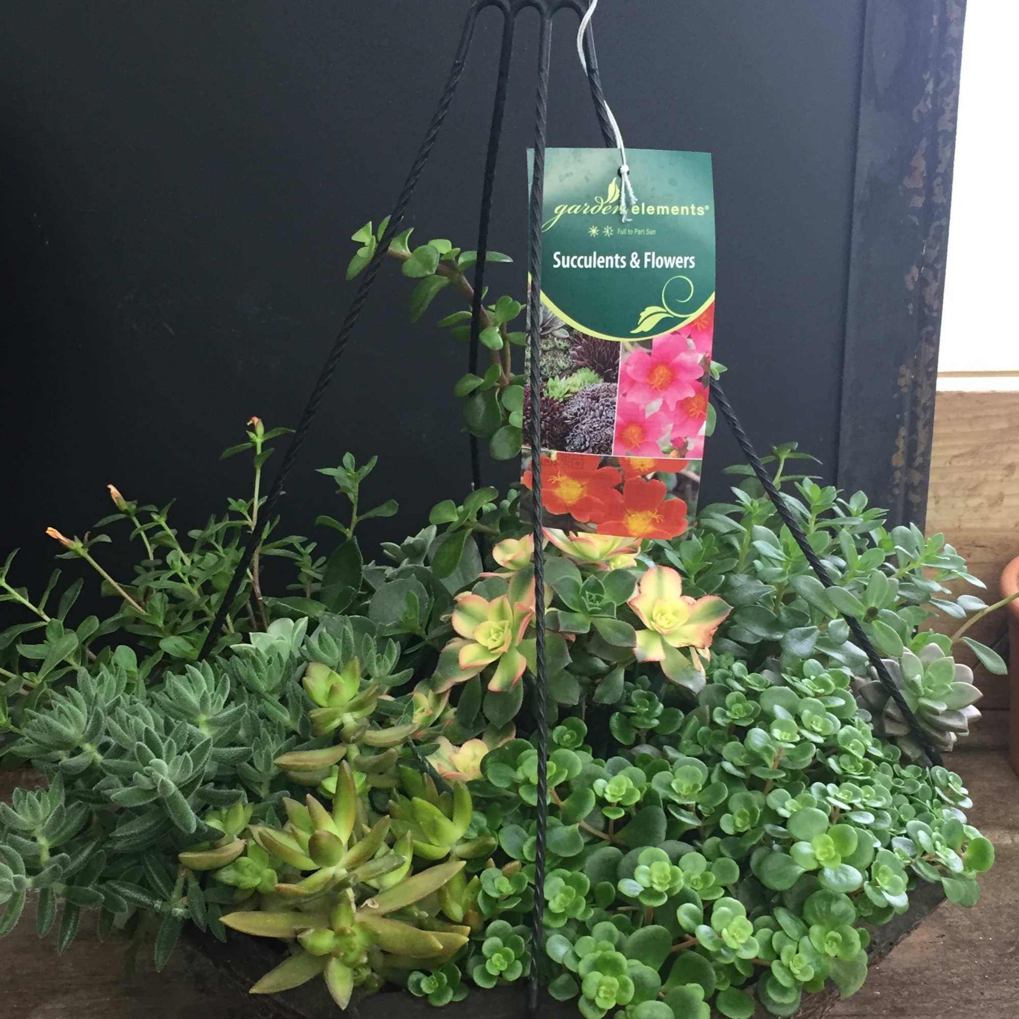 Hanging basket of assorted succulents with a plant tag