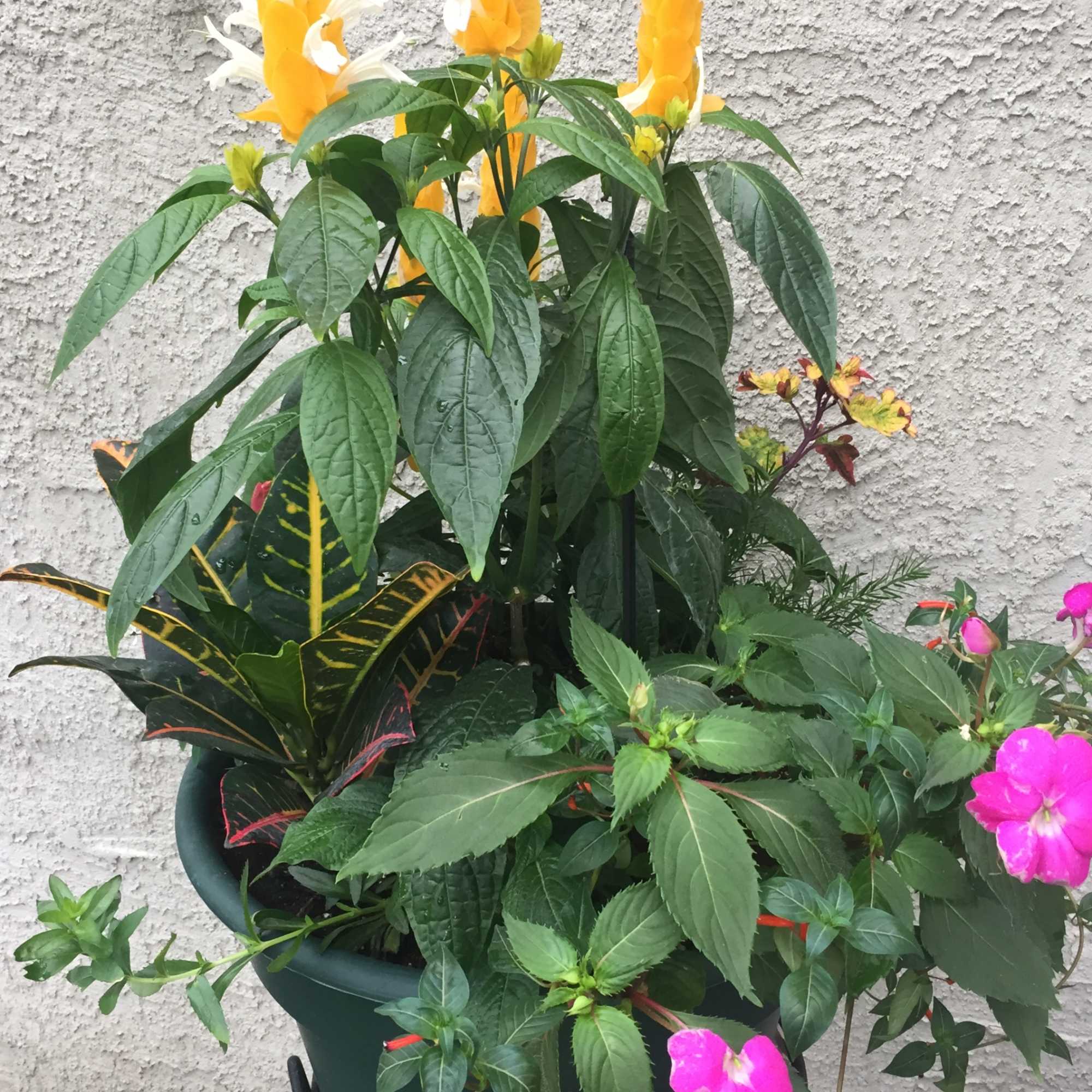Potted mixed plant arrangement with yellow spikes and pink blooms