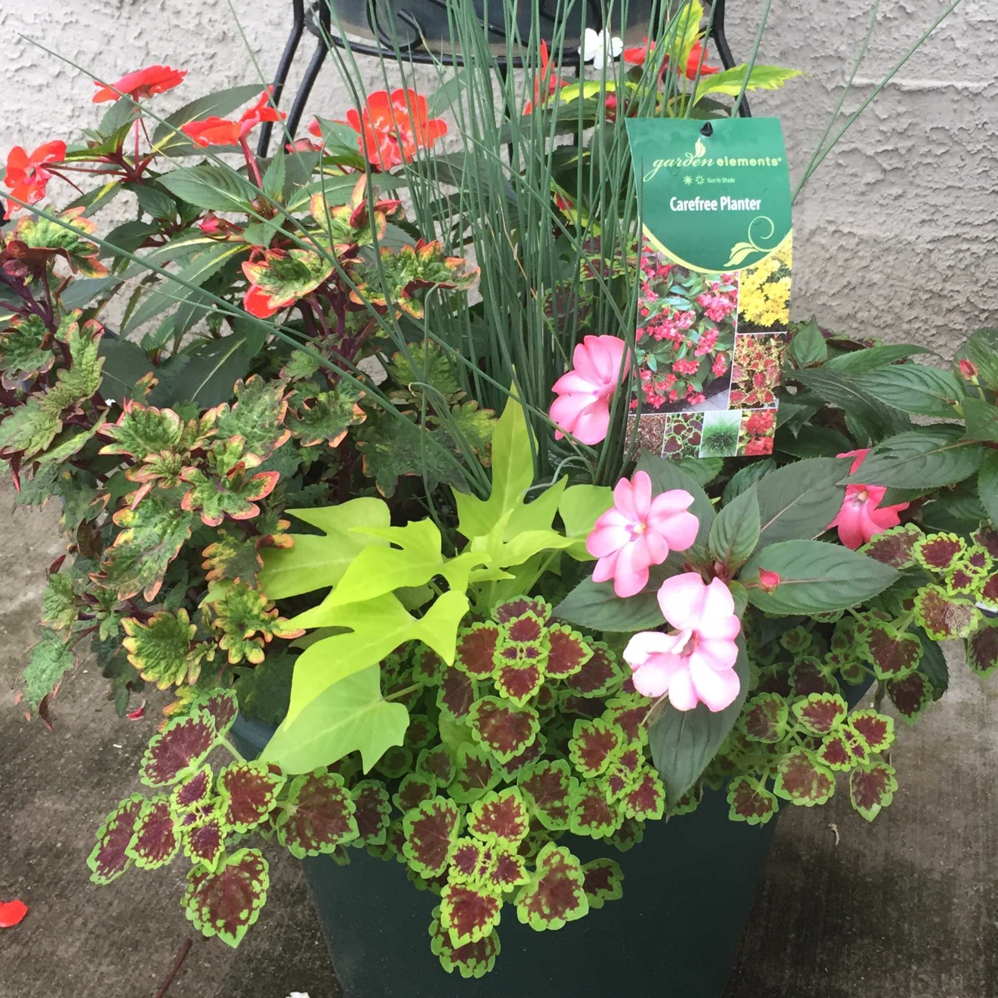 Mixed potted planter with pink flowers and colorful foliage in a green container