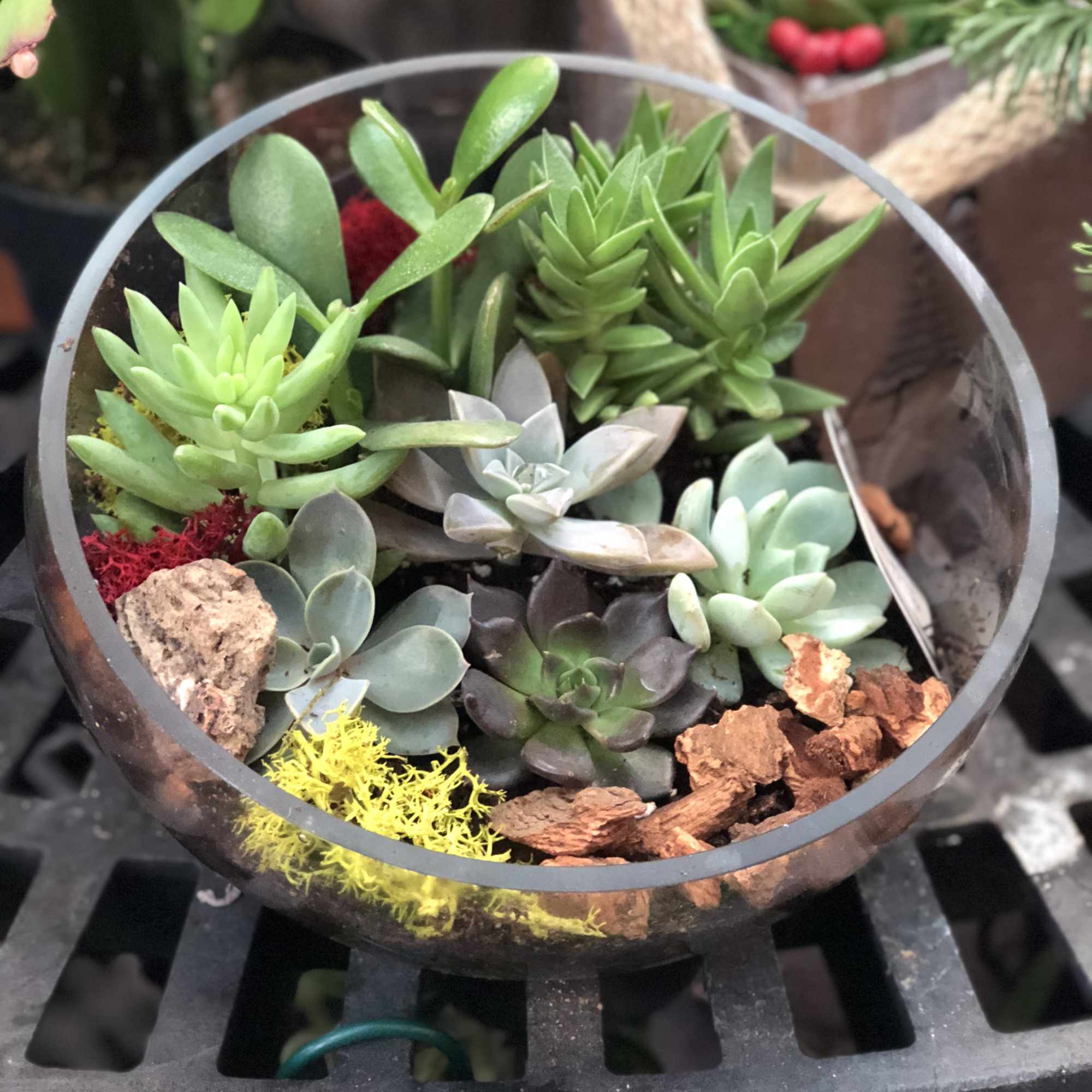 Glass bowl terrarium with assorted succulents and decorative rocks