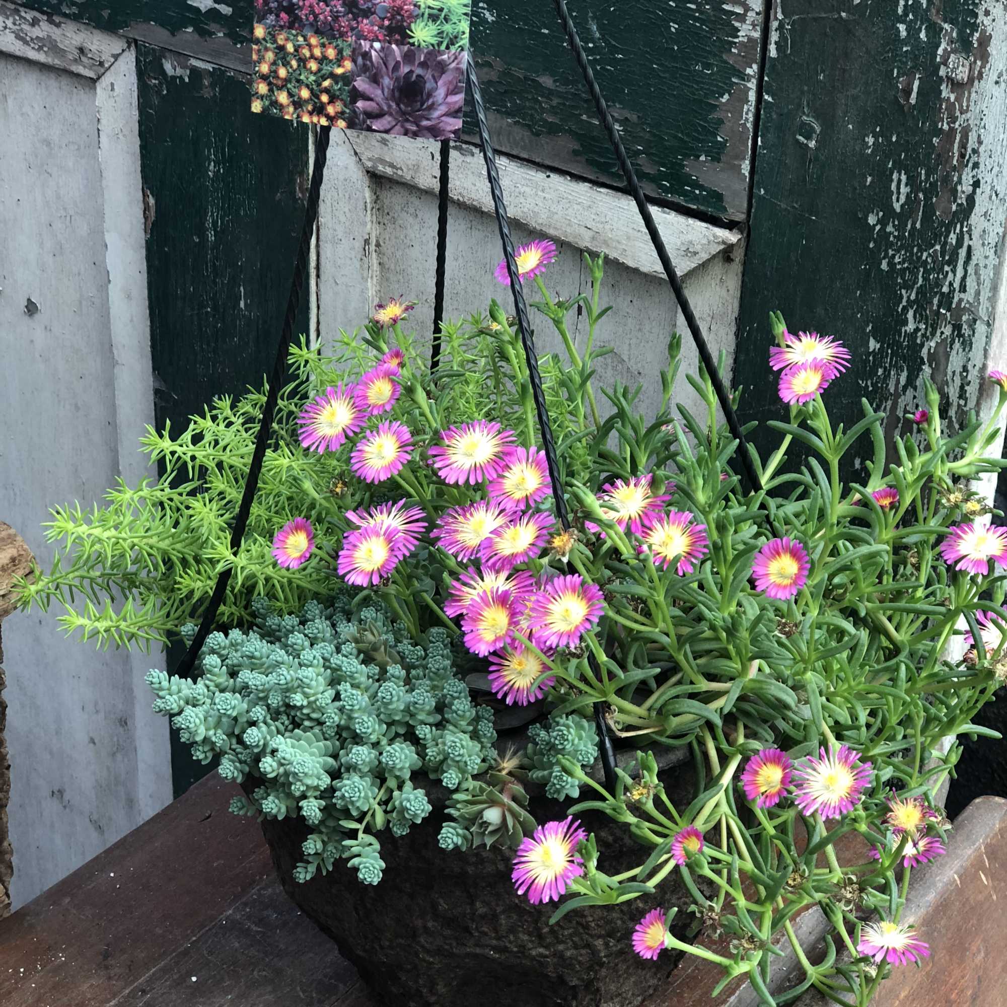 Hanging basket of succulents with pink daisy-like blooms