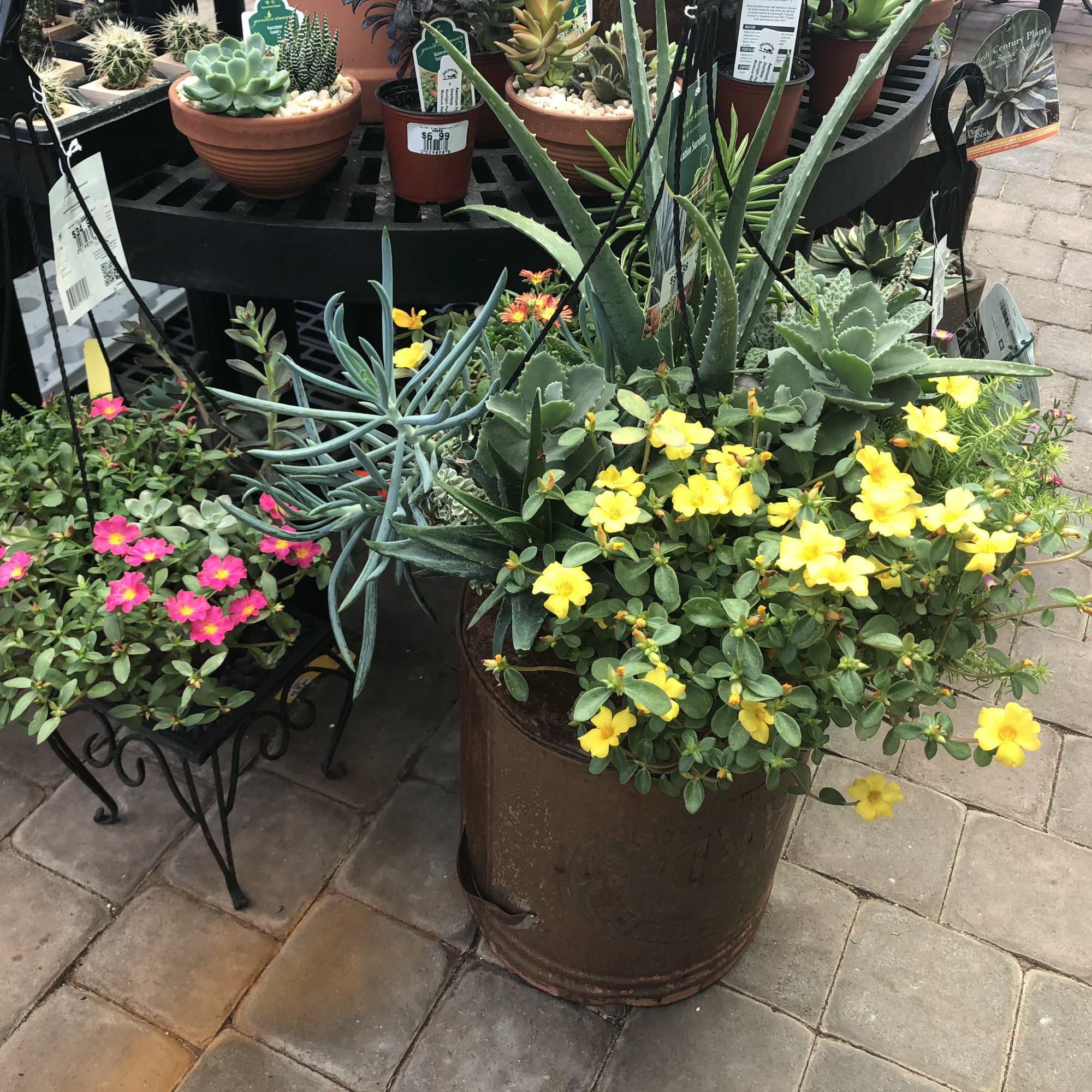 Potted succulents and flowering plants arranged on outdoor display stands