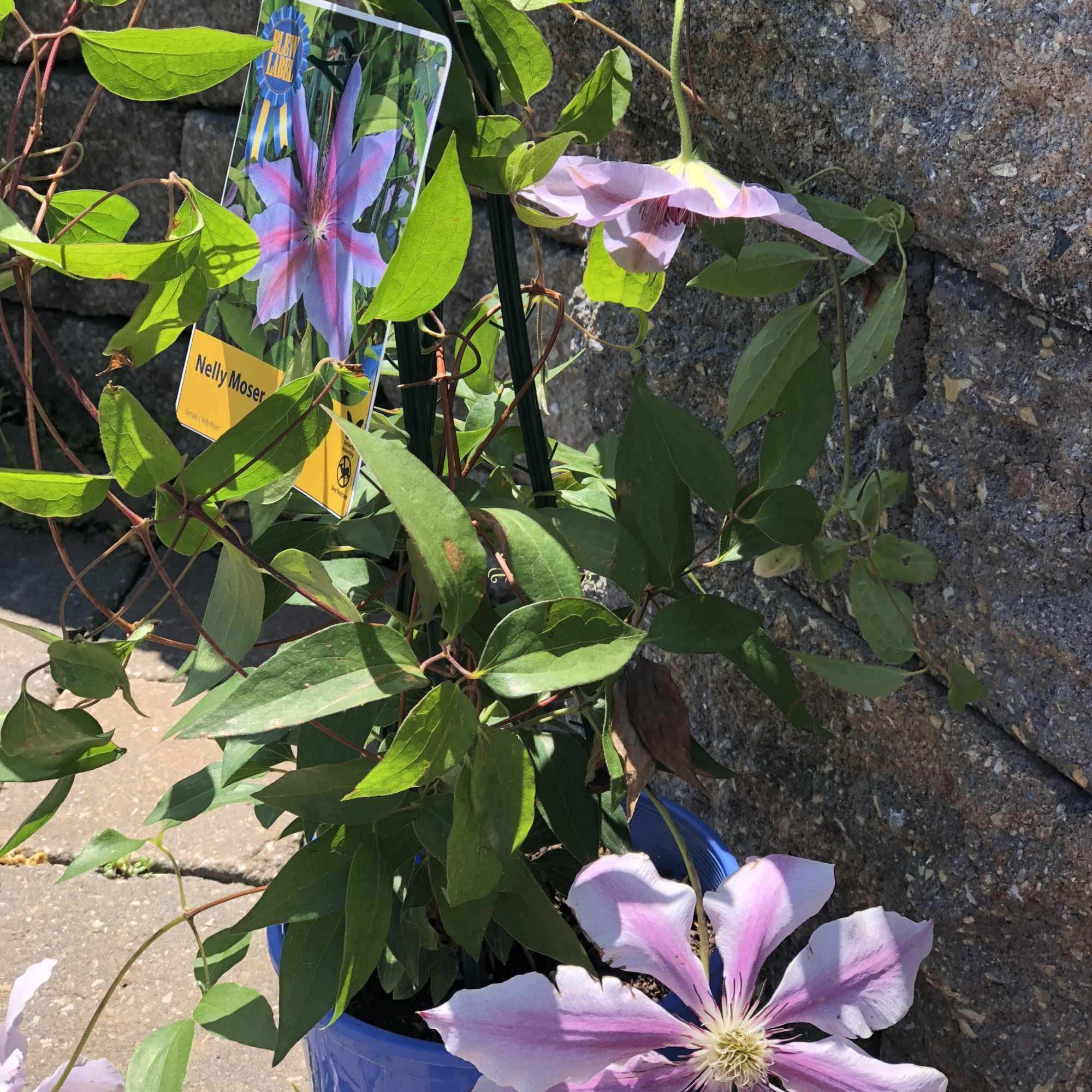 Potted clematis vine with pale pink and purple flowers