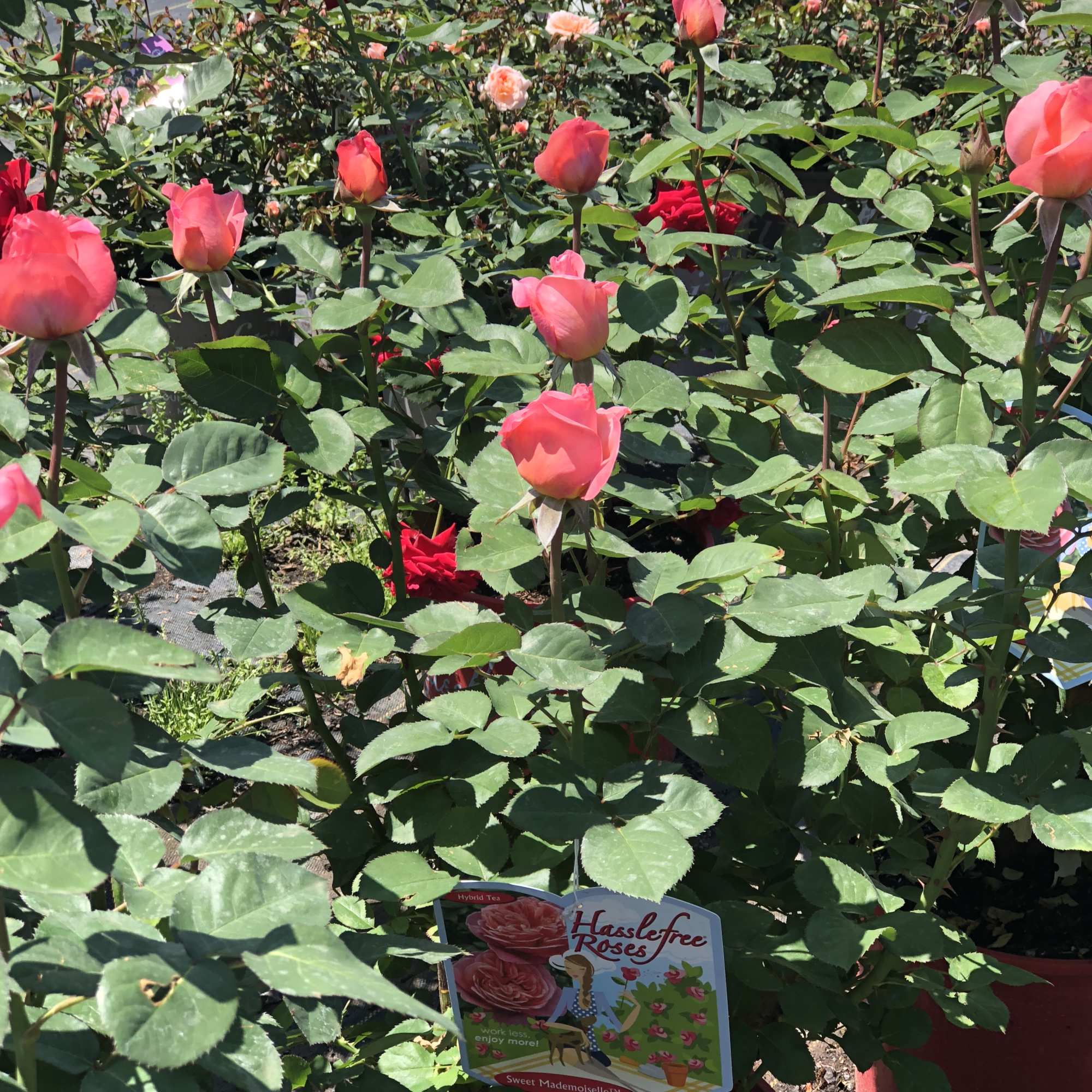 Potted rose plants with pink and red blooms in a nursery display