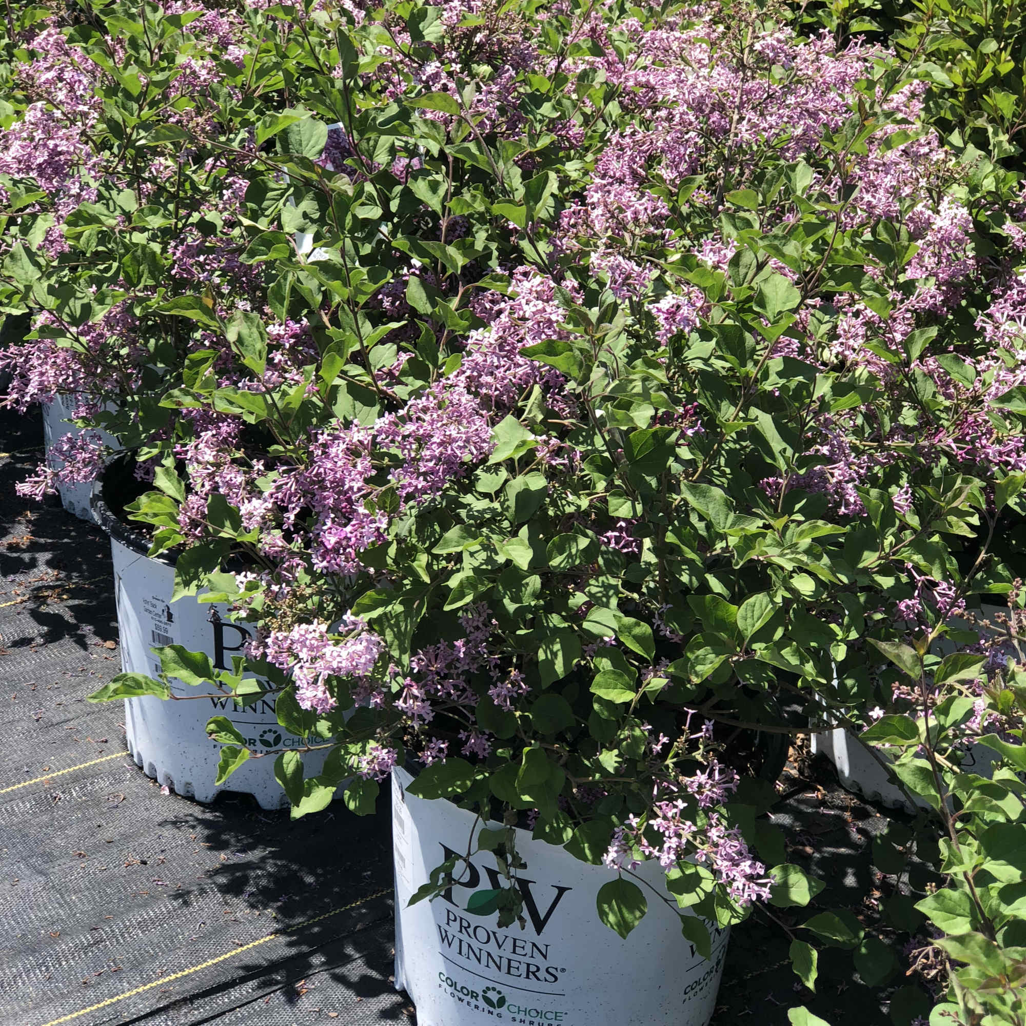 Potted lilac shrubs with clusters of pink-purple flowers