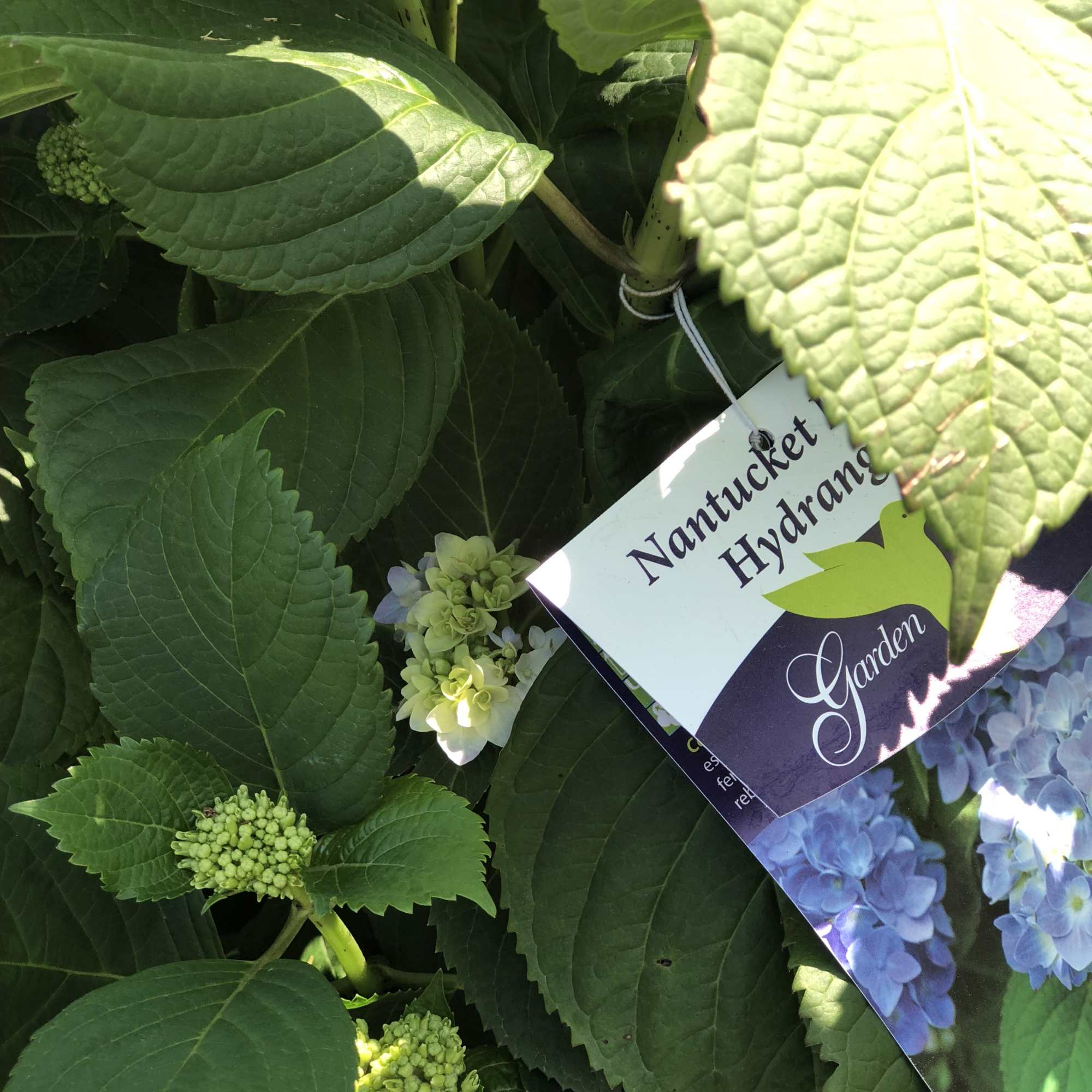 Potted hydrangea plant with green buds and large leaves