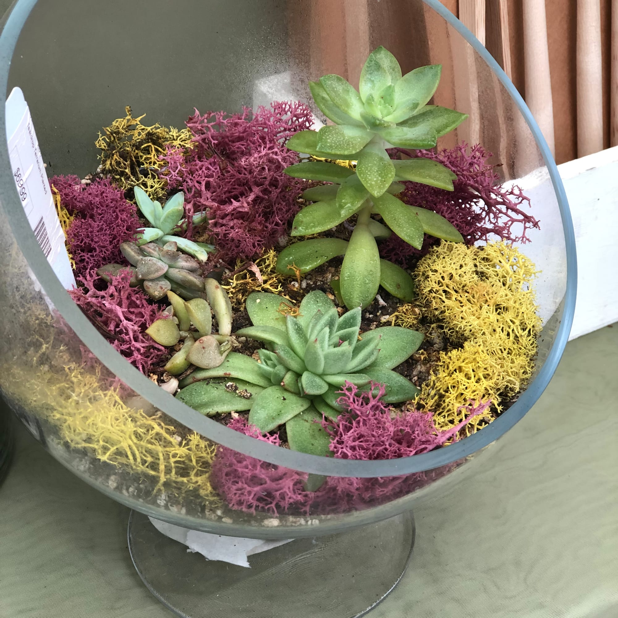 Succulent arrangement in a glass bowl with colorful moss accents, photo 5 of 7