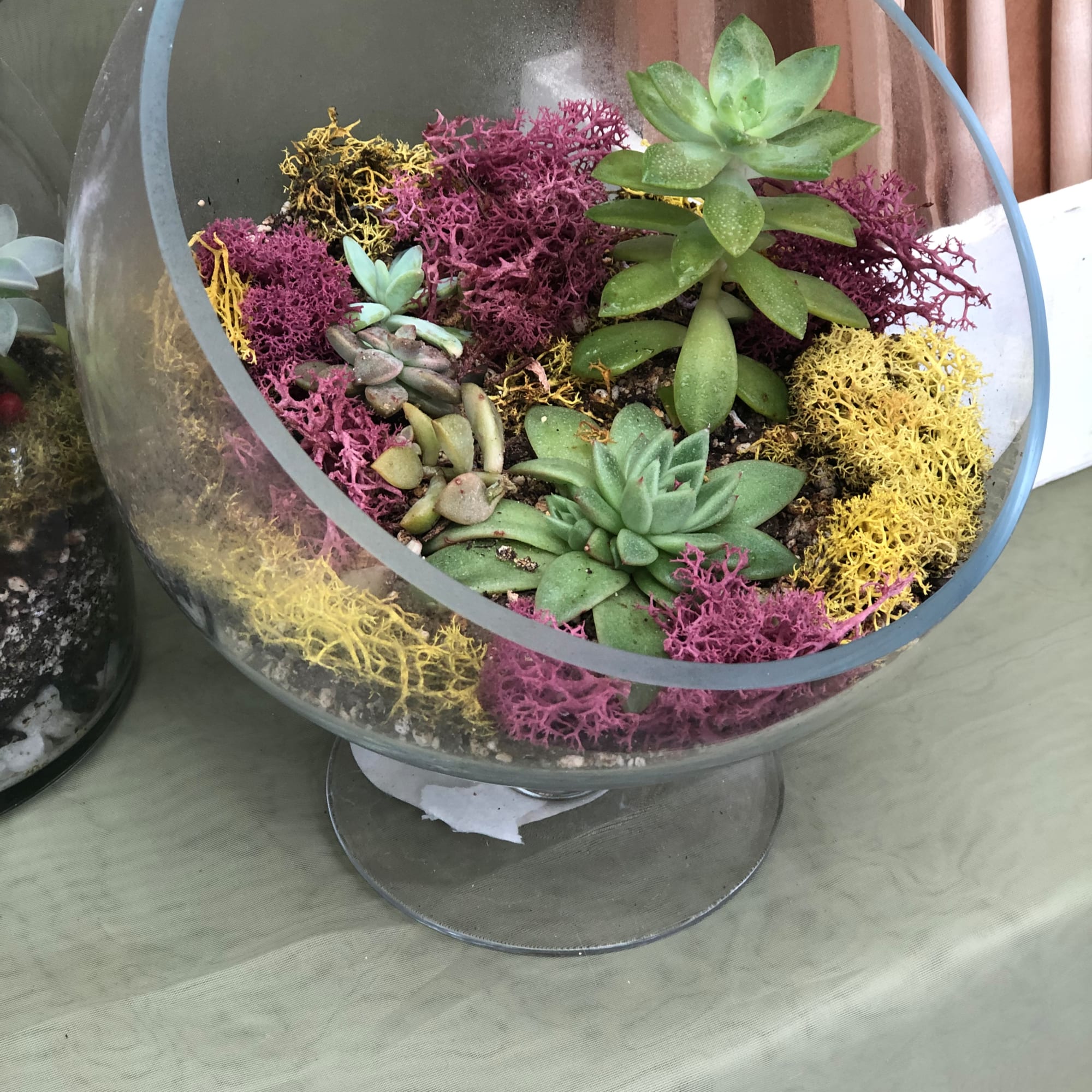 Succulent arrangement in a glass bowl with colorful moss accents, photo 7 of 7