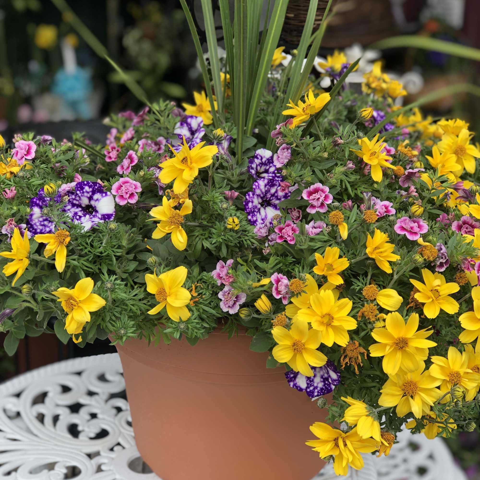 Potted arrangement of yellow and pink flowers in a terracotta container