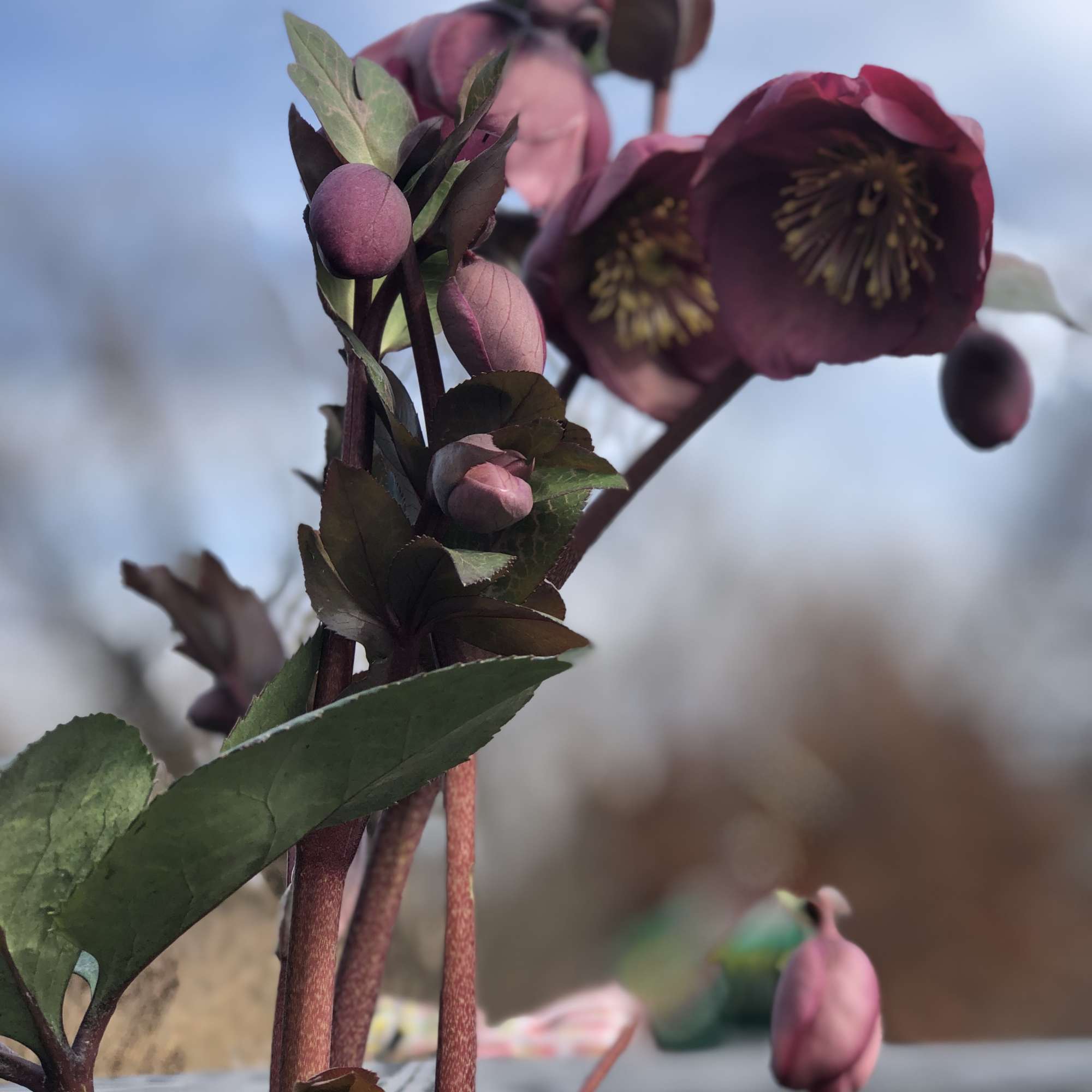 Close-up of purple hellebore flowers with buds against a blurred sky