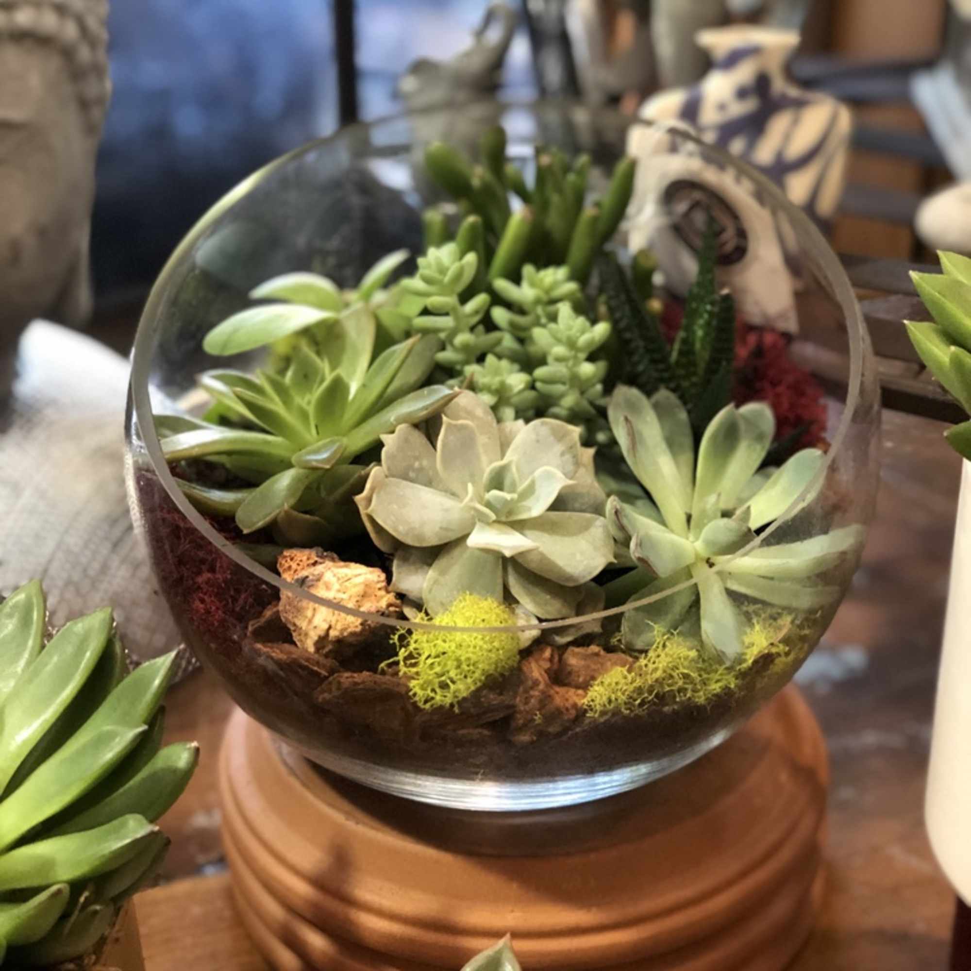 Glass bowl terrarium with assorted succulents on a wooden base