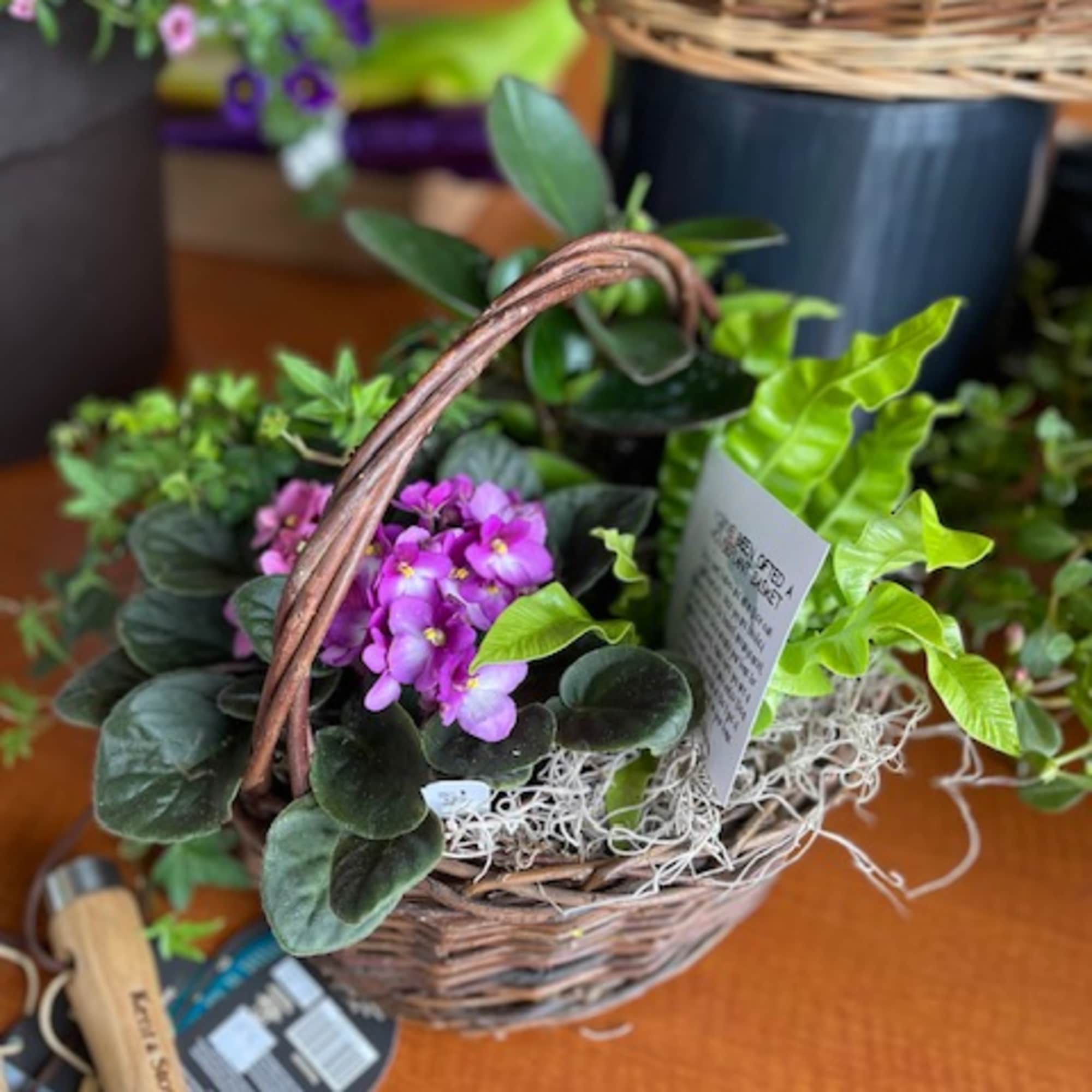 Small basket planter with purple flowers and green foliage