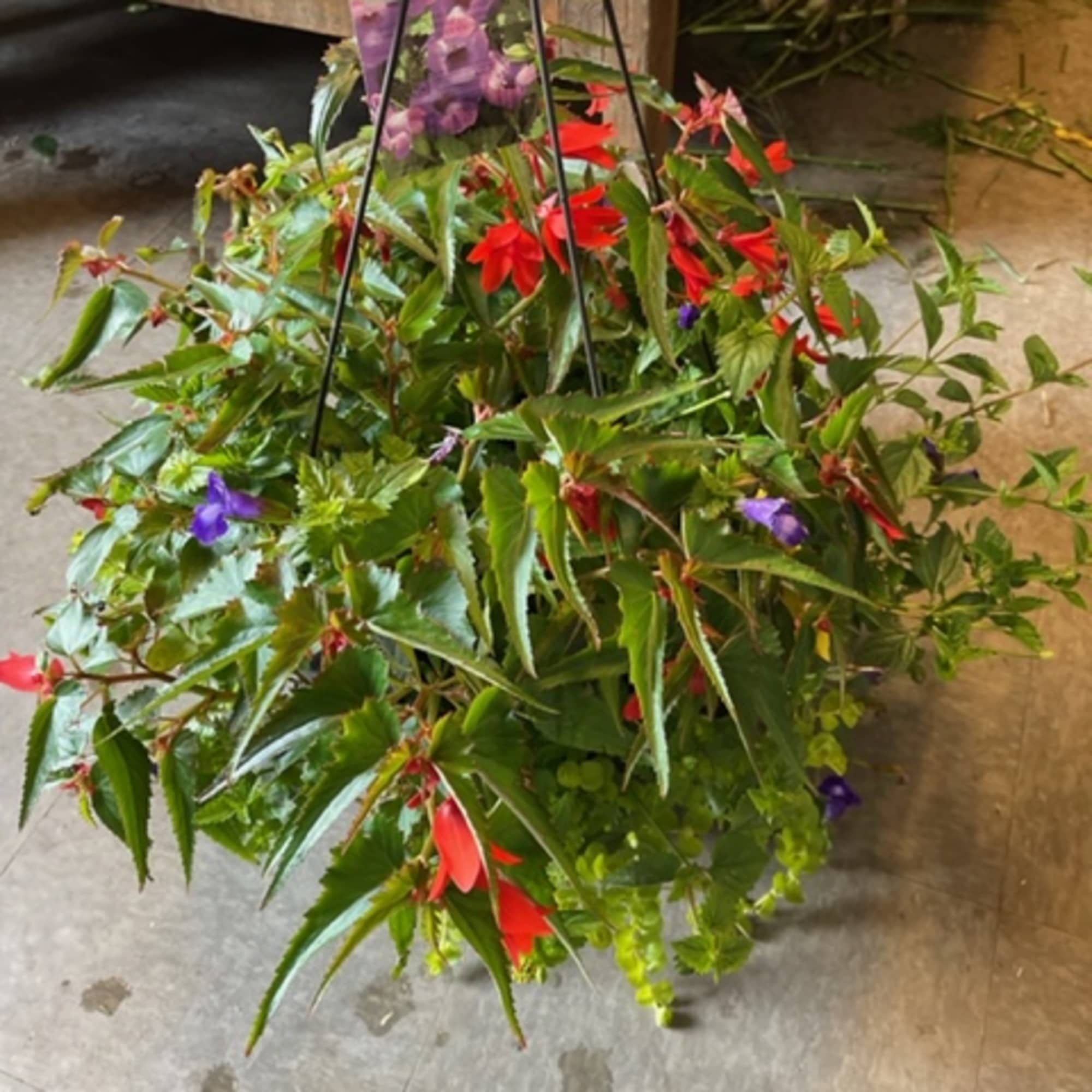 Hanging basket of red and purple flowering plants