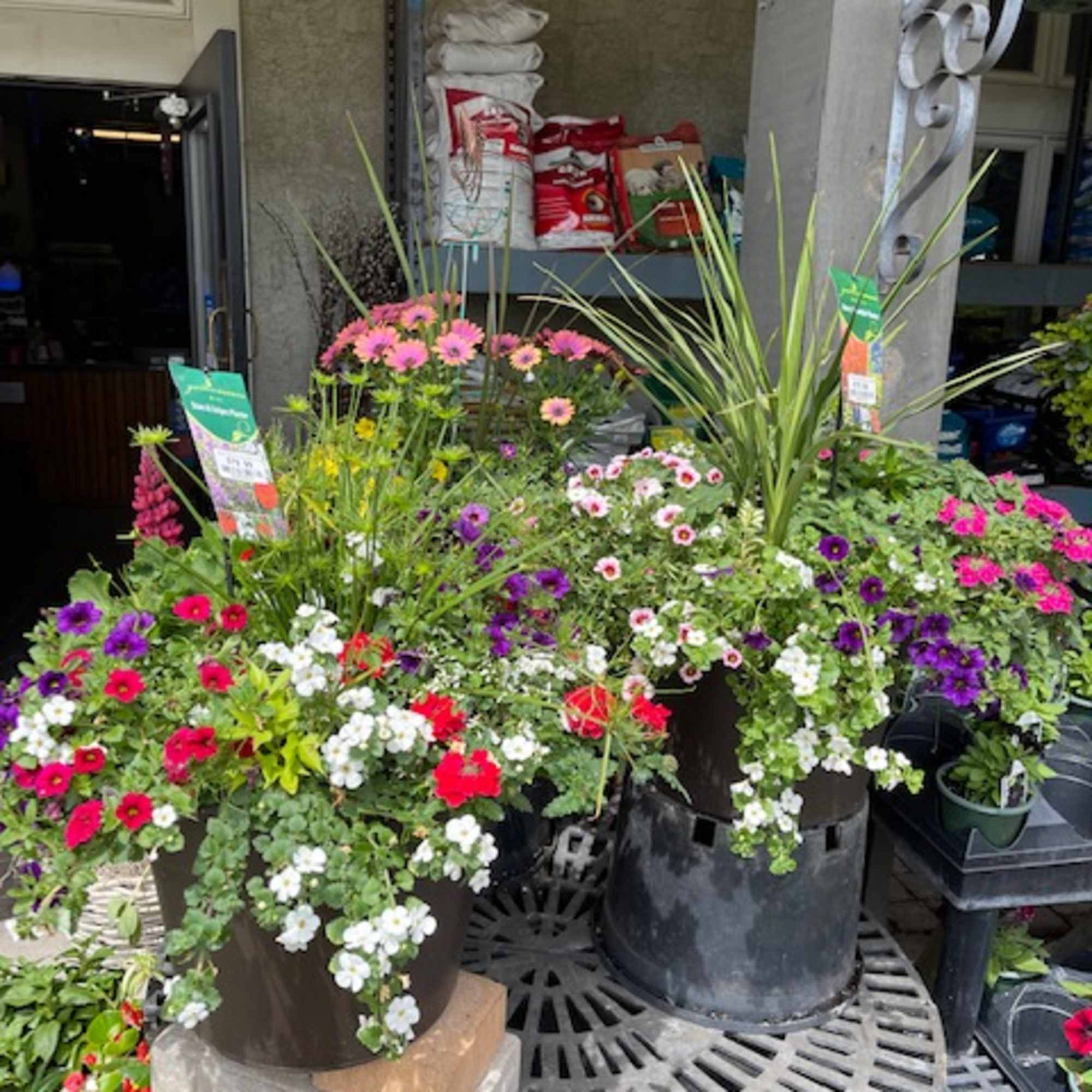 Assorted potted flowers in black containers on a display table