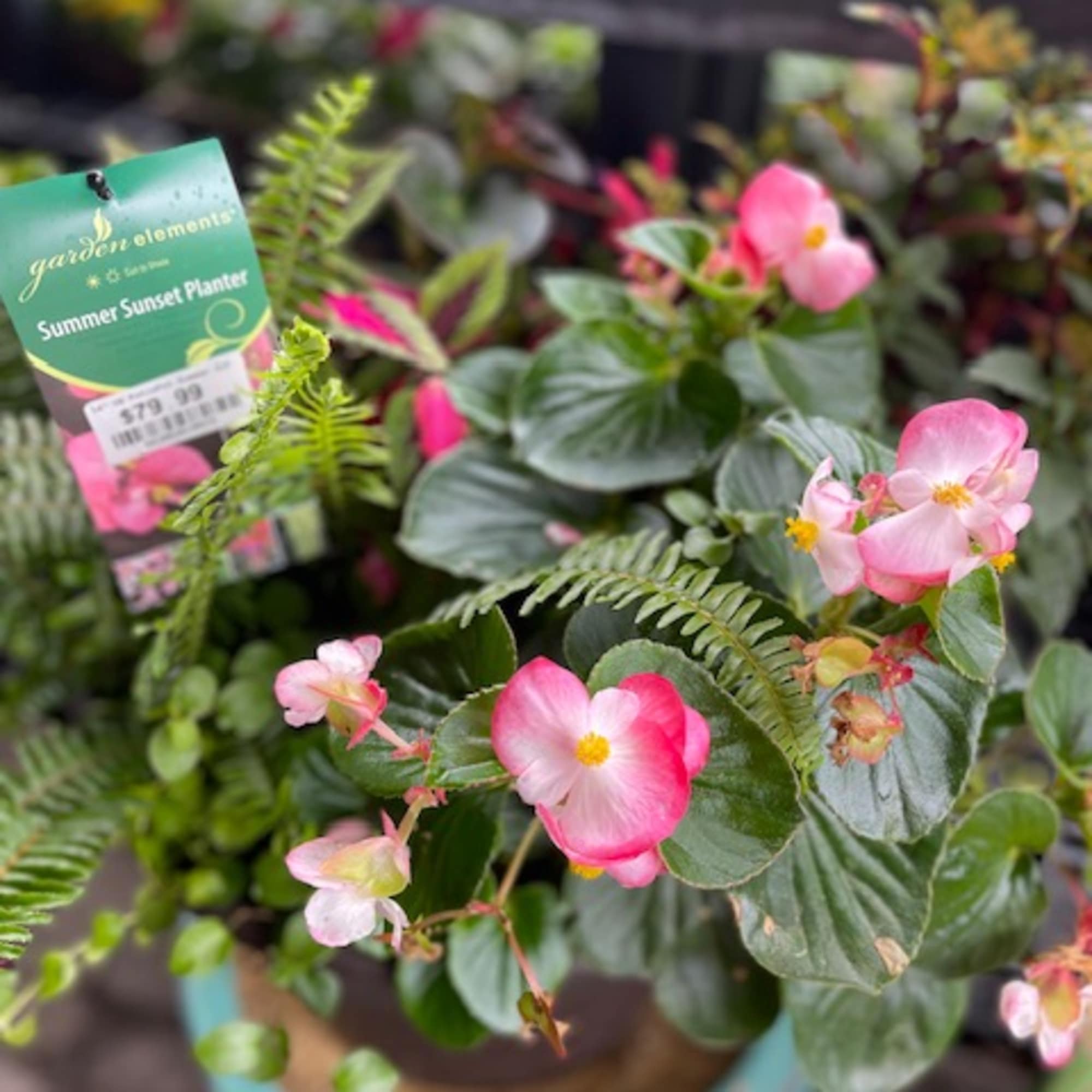 Potted plant with pink flowers and glossy green leaves