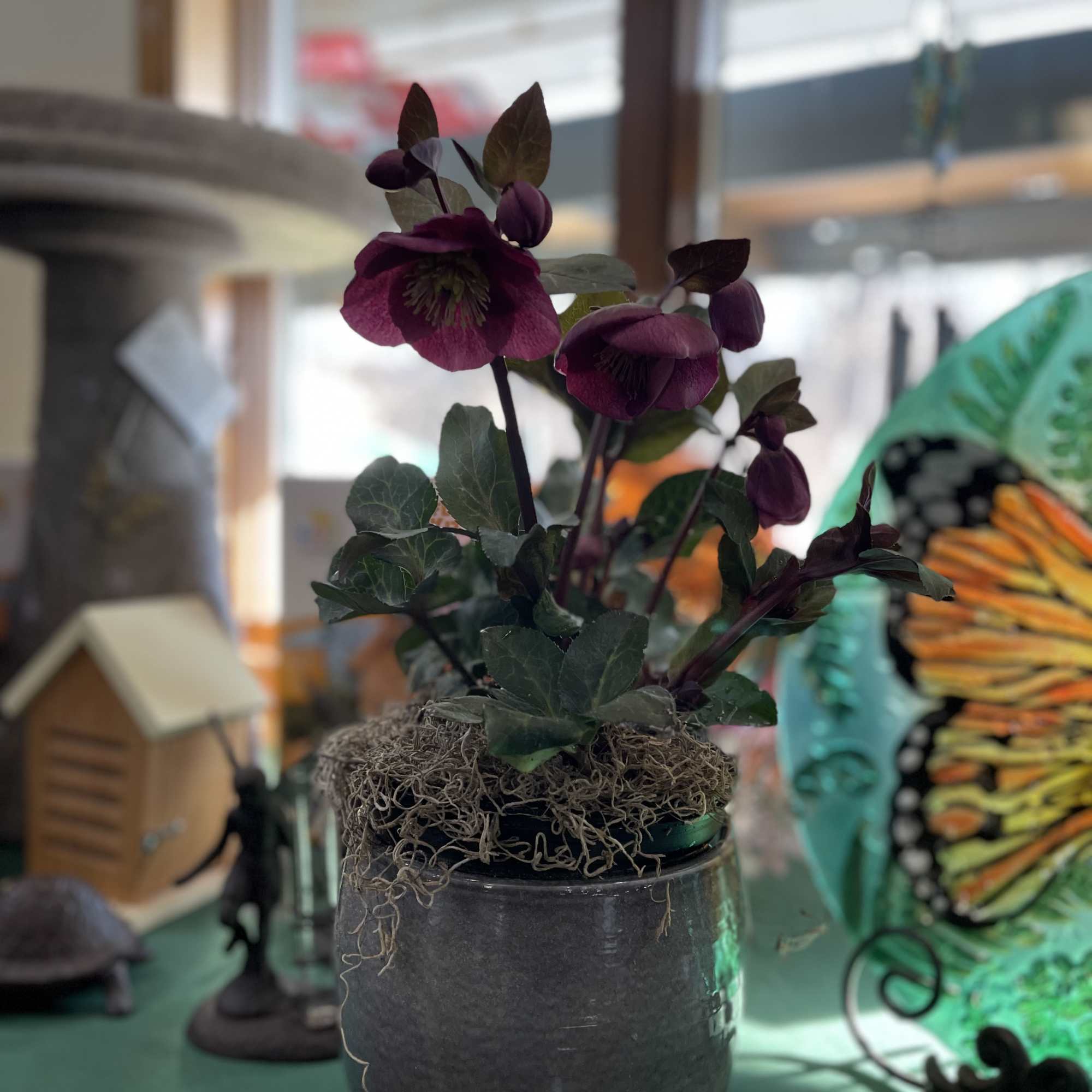 Potted purple hellebore plant in a gray container