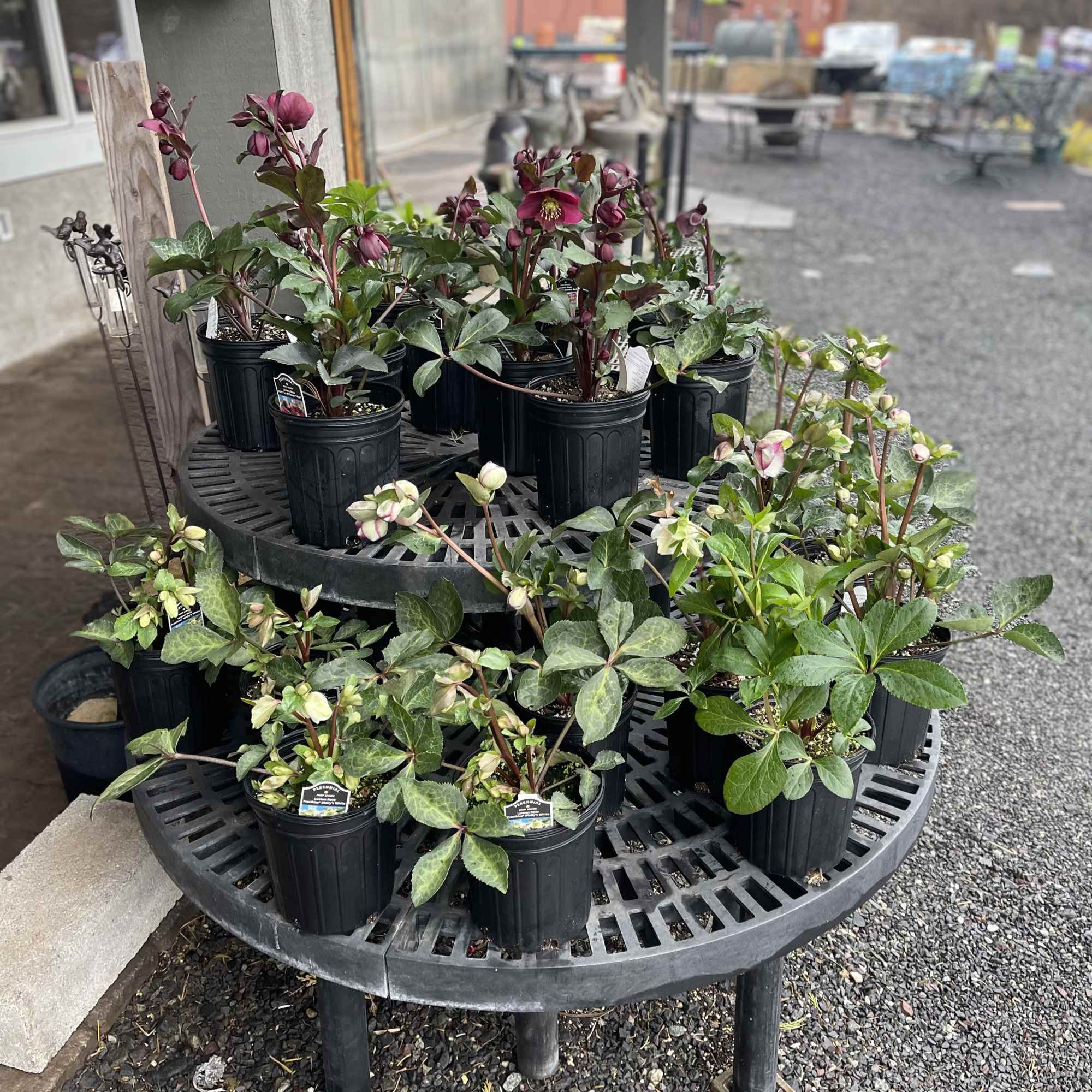 Potted hellebore plants with pink and white blooms on a display table