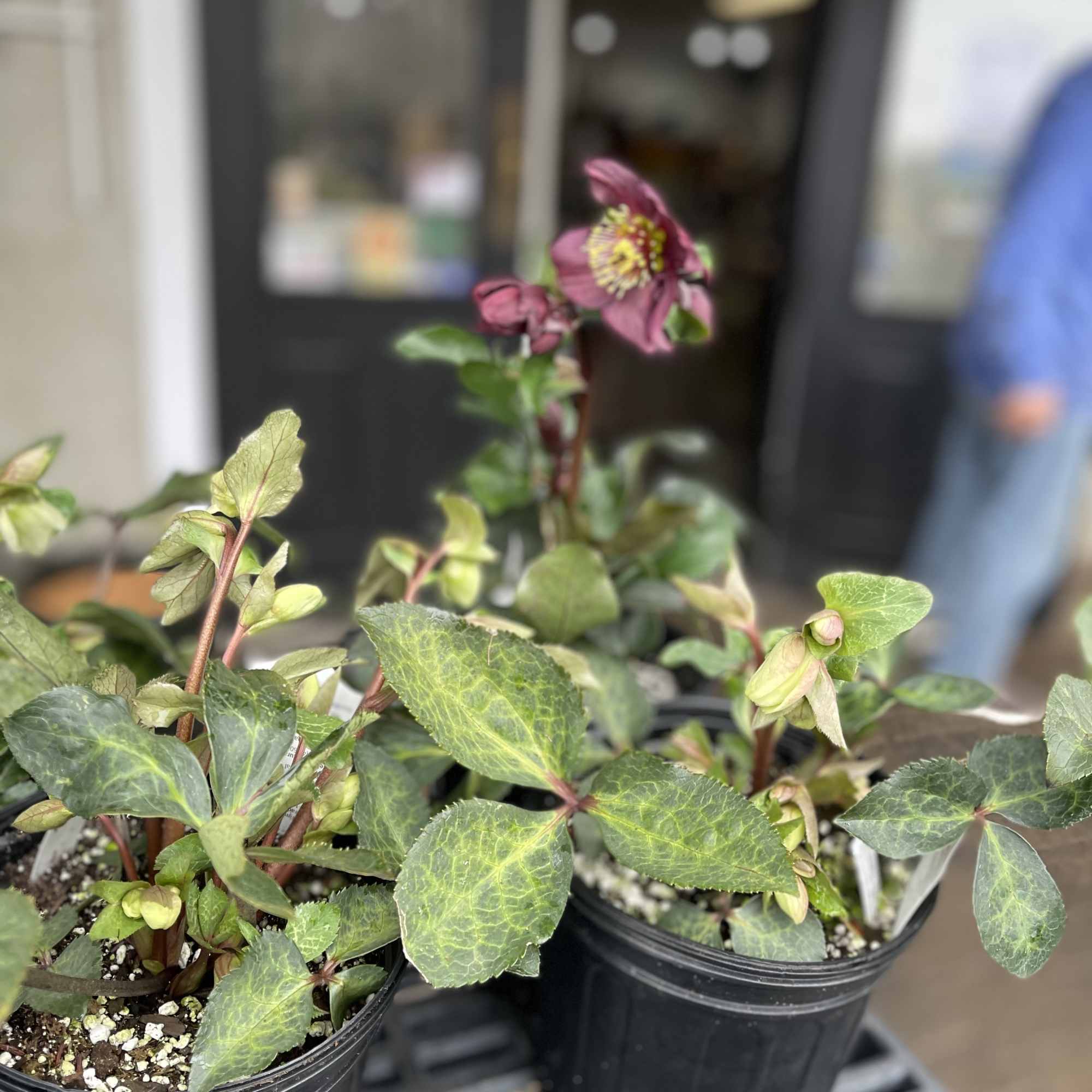 Two potted hellebore plants with purple blooms