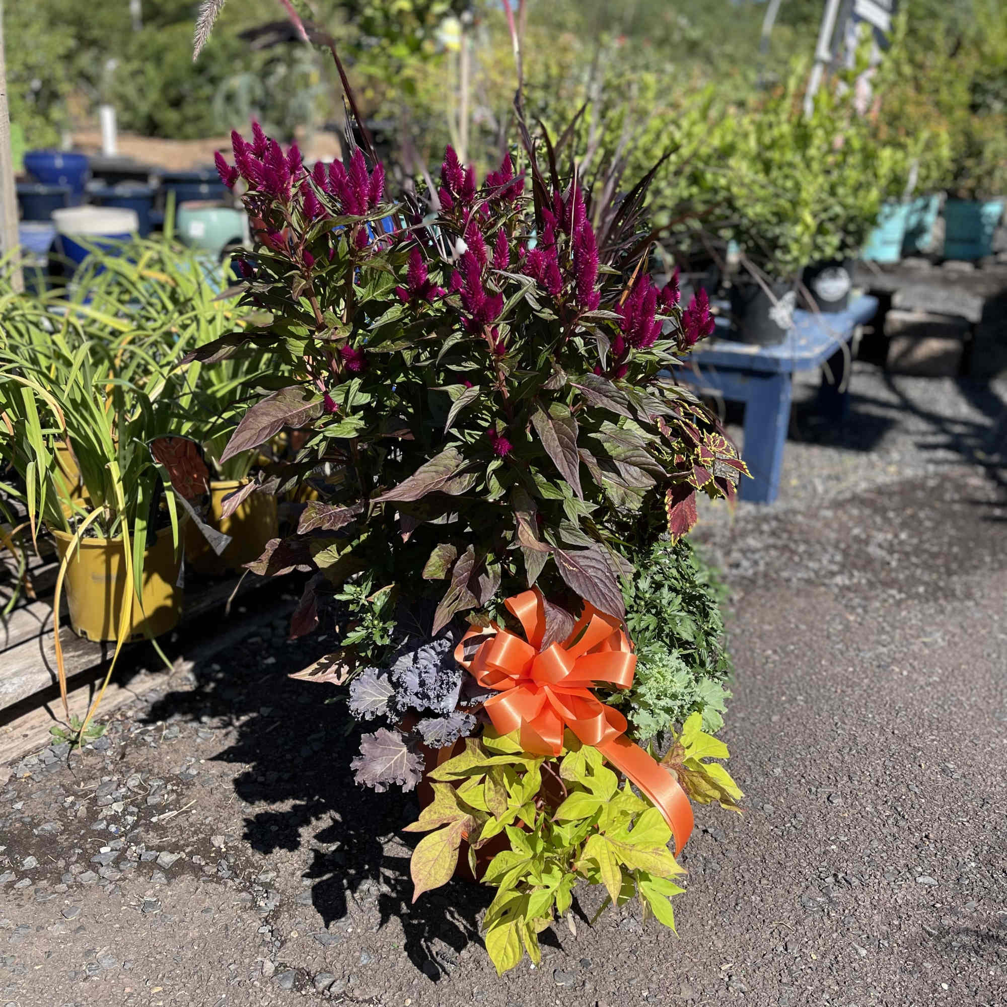 Potted ornamental plant with magenta flower spikes and an orange ribbon