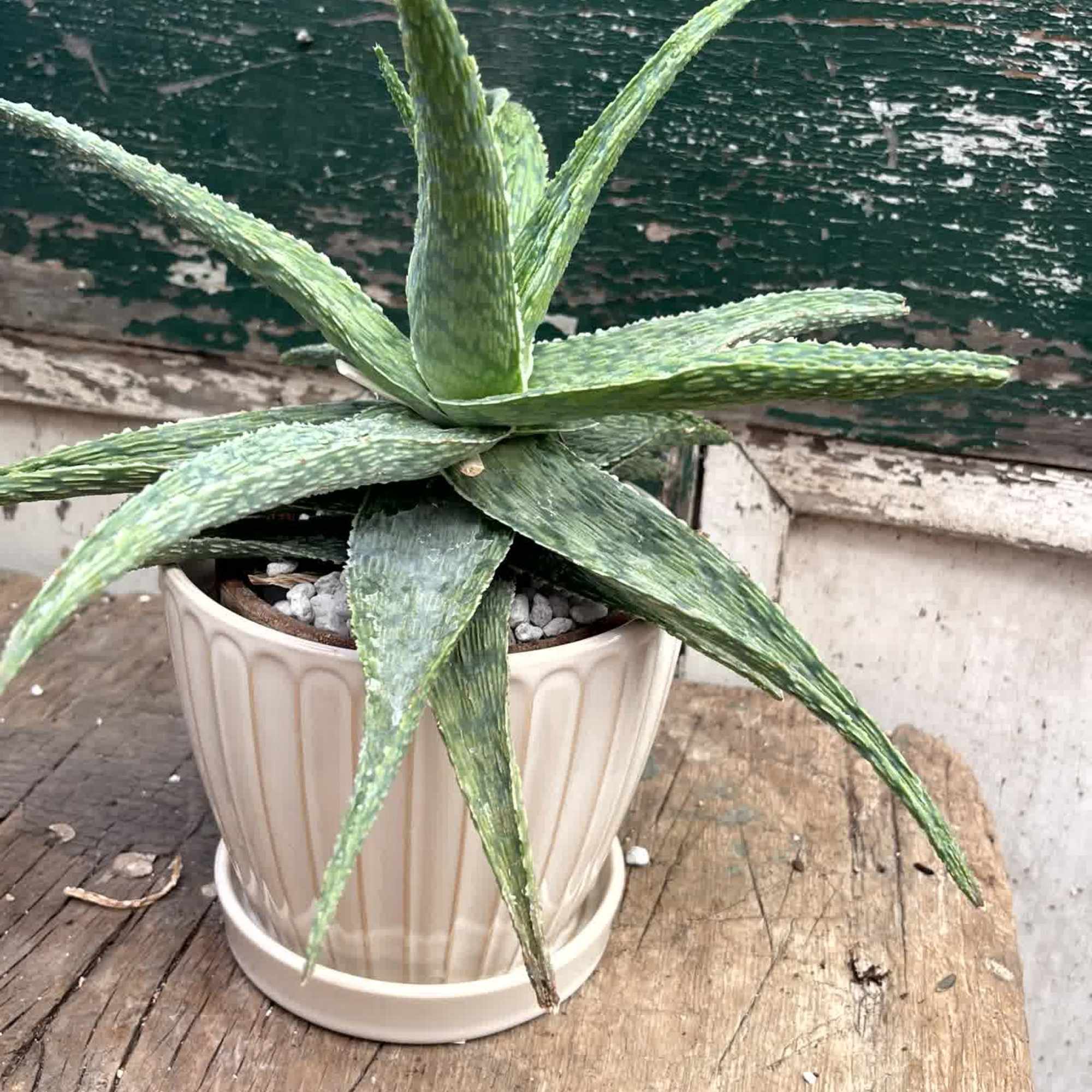 Aloe Plants like bright, indirect sunlight and deep but infrequent watering. Aloe, photo 2 of 2