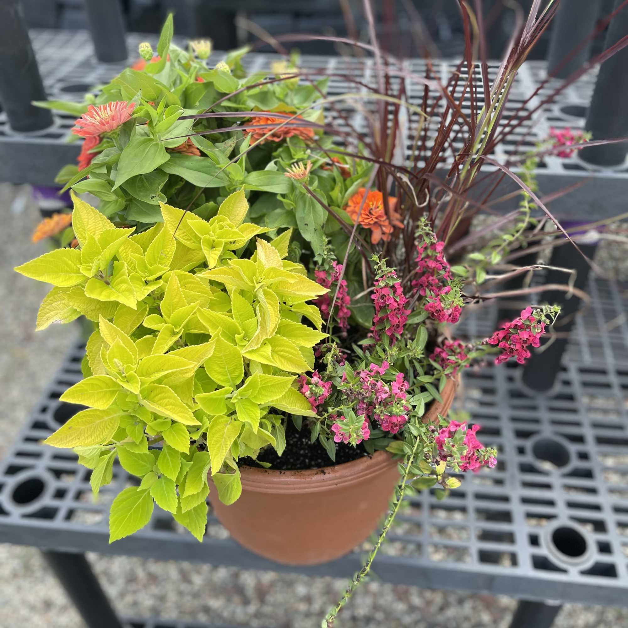 Mixed potted plants with bright yellow foliage, pink flowers, and orange blooms