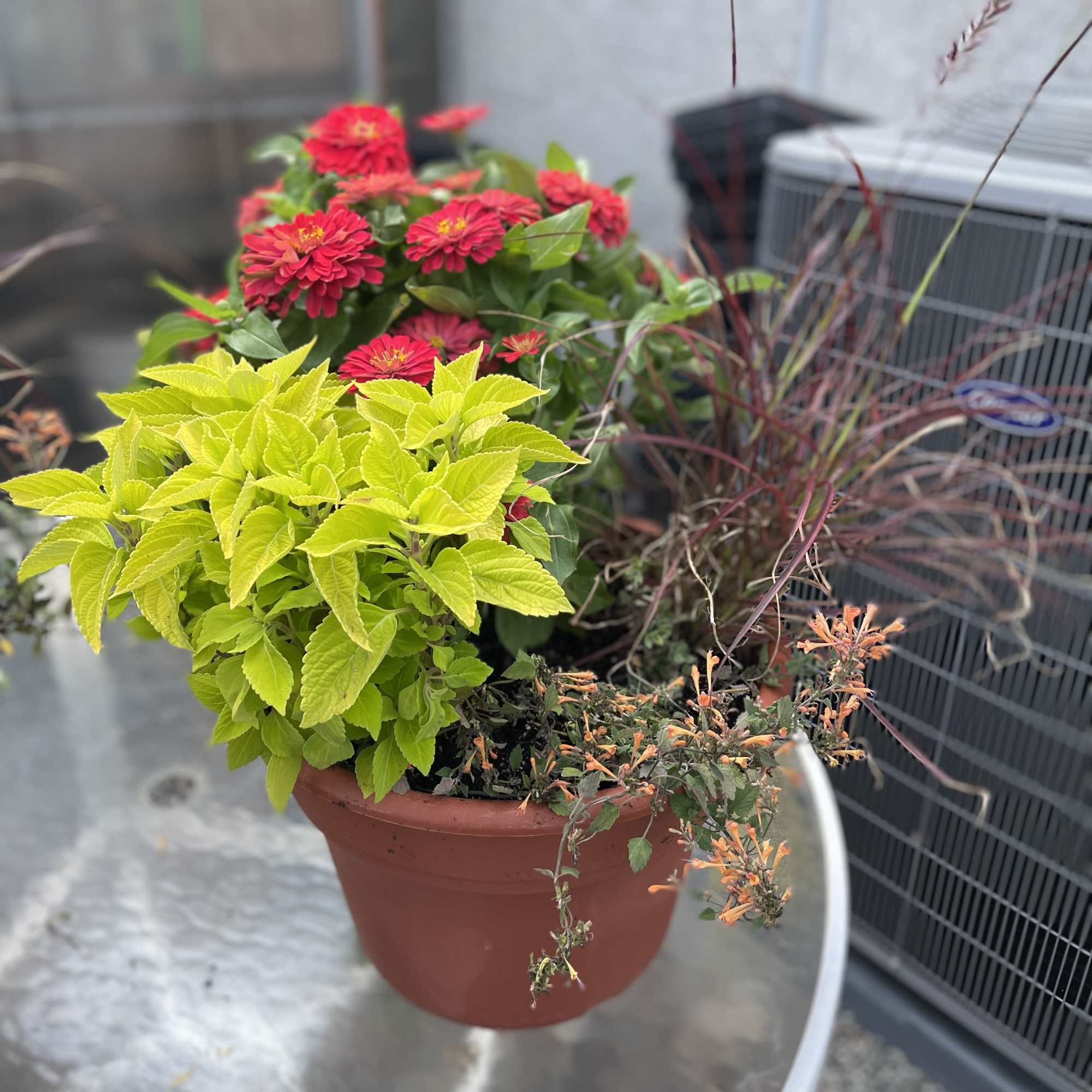 Potted mixed flowering plant with red blooms and bright yellow foliage