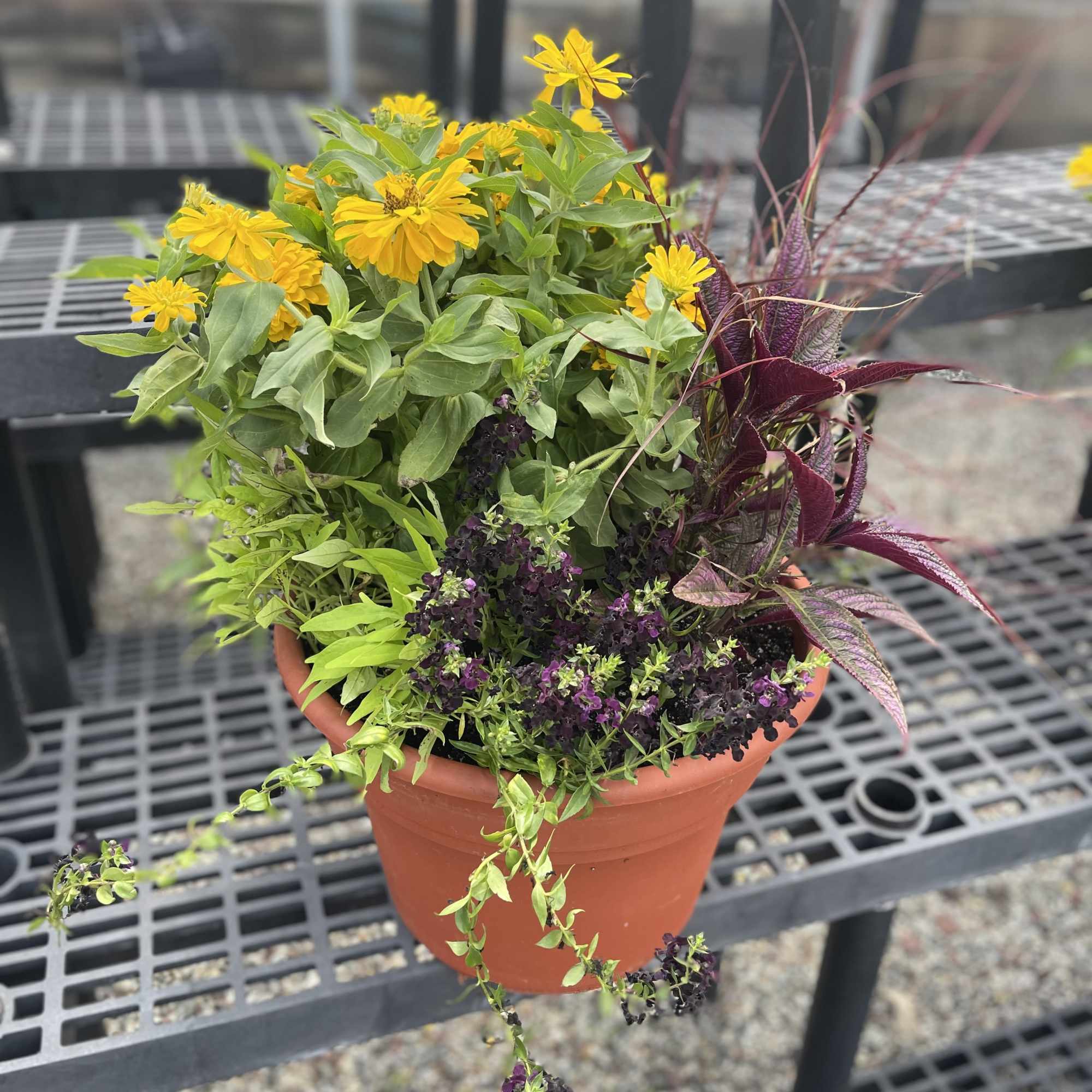 Potted mixed flowering plant with yellow blooms and purple foliage