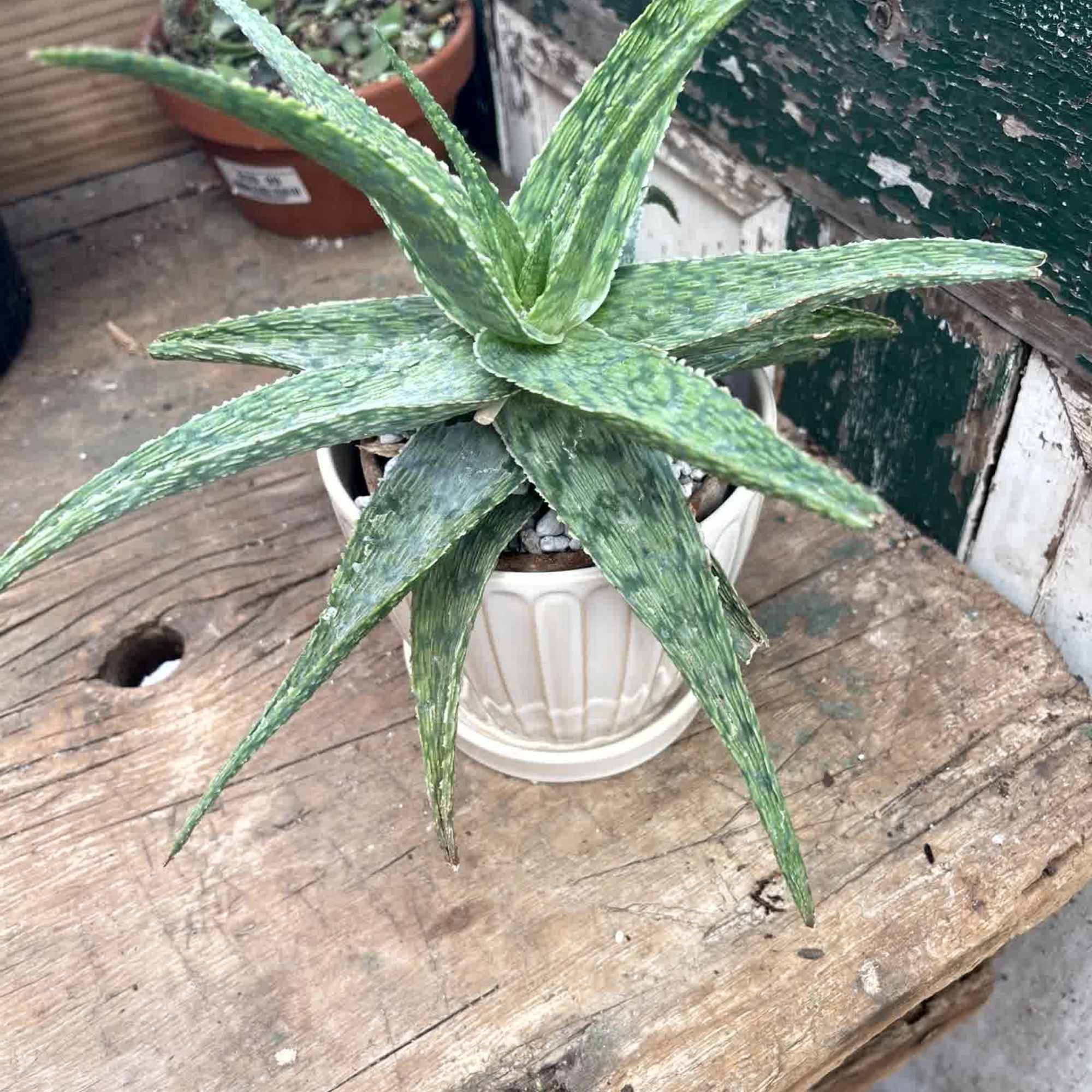 Aloe Plants like bright, indirect sunlight and deep but infrequent watering. Aloe