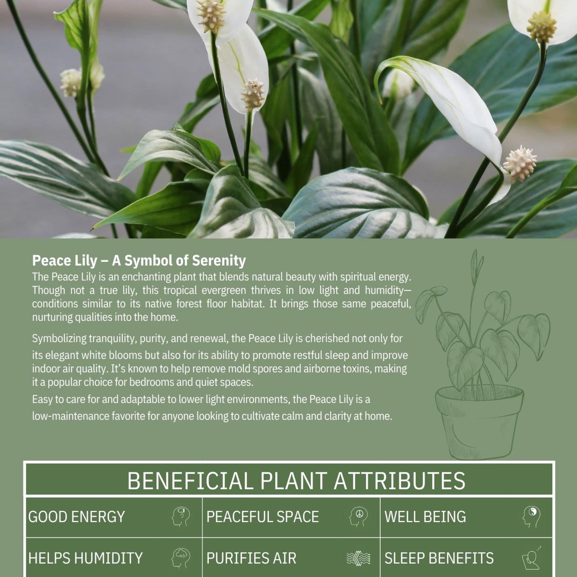Peace lily plant with white blooms and glossy green leaves