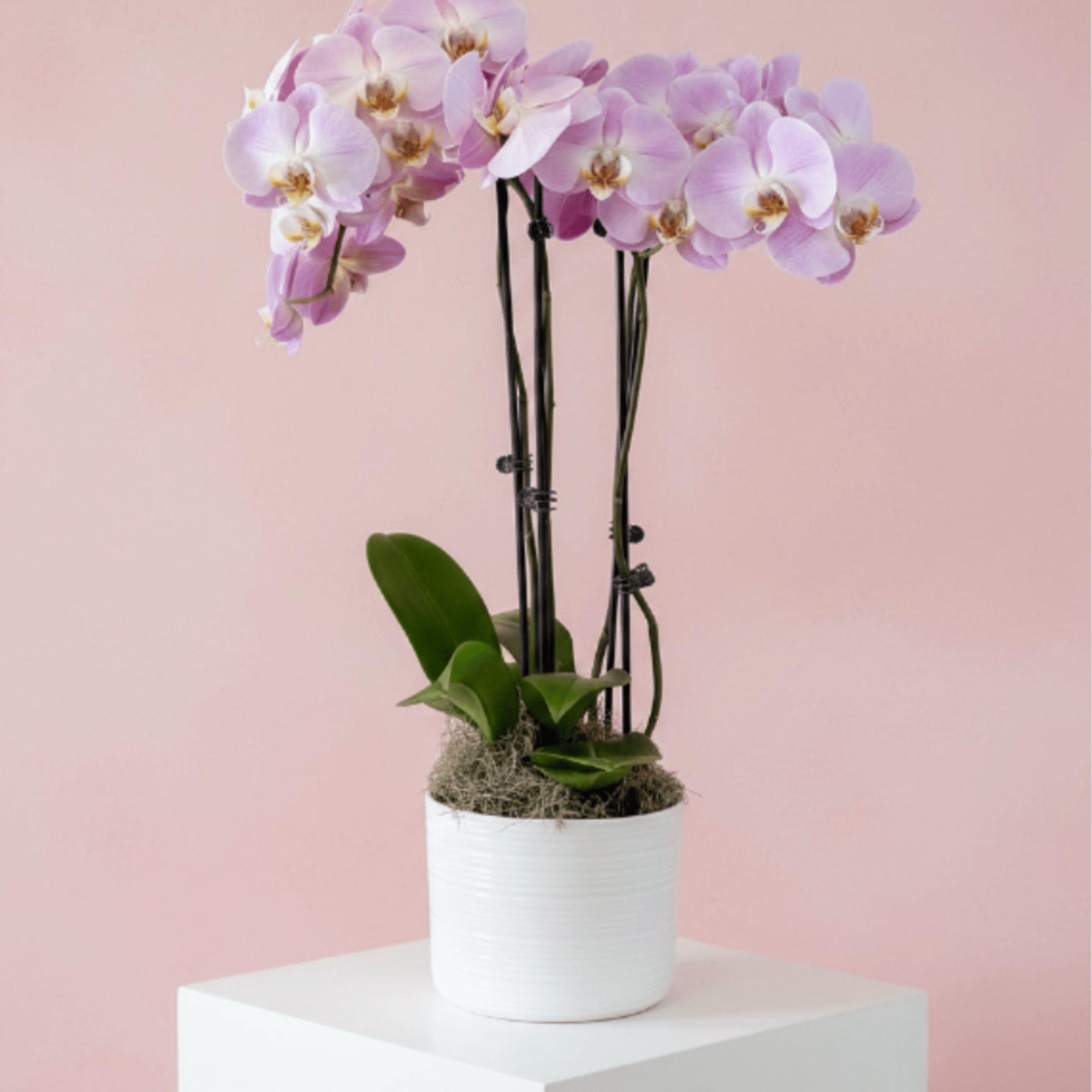 Our potted Phalaenopsis Orchids are both elegant and long-lasting. The color of